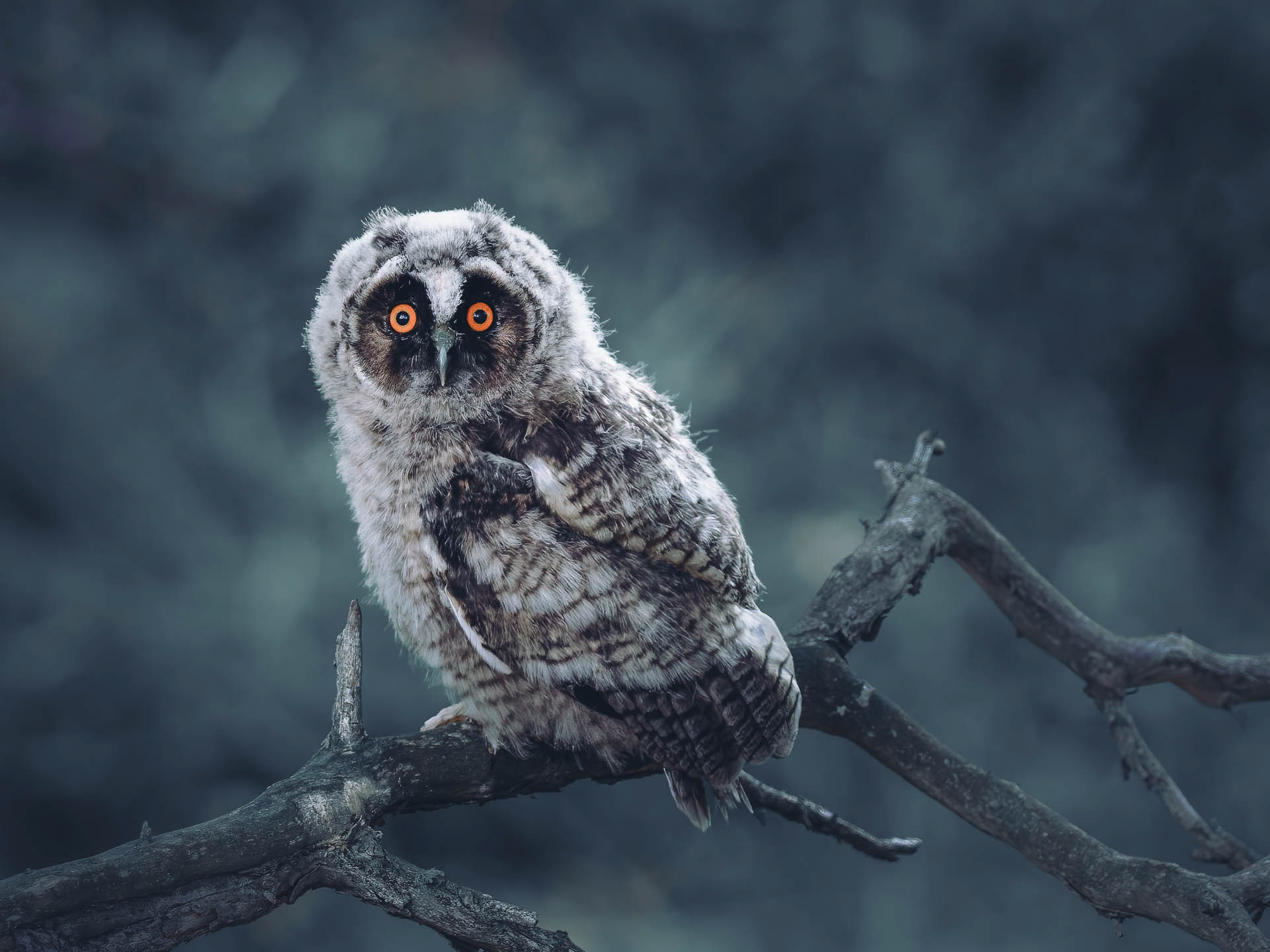 Long-eared owl (Asio otus)