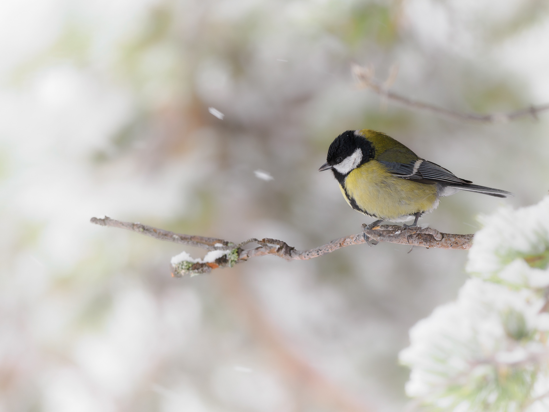 Great tit (Parus major) 