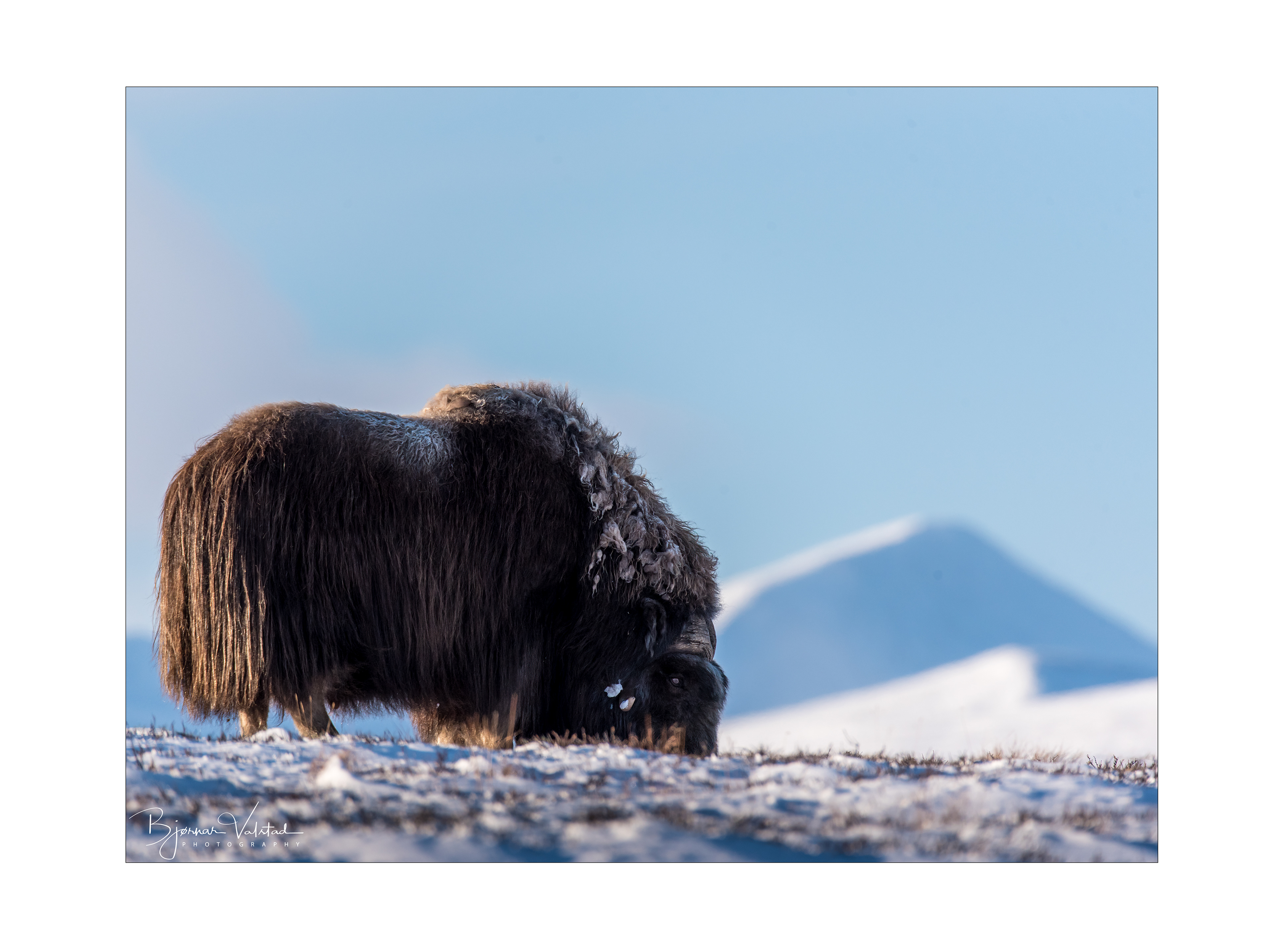 Musk ox, Dovre, Norway