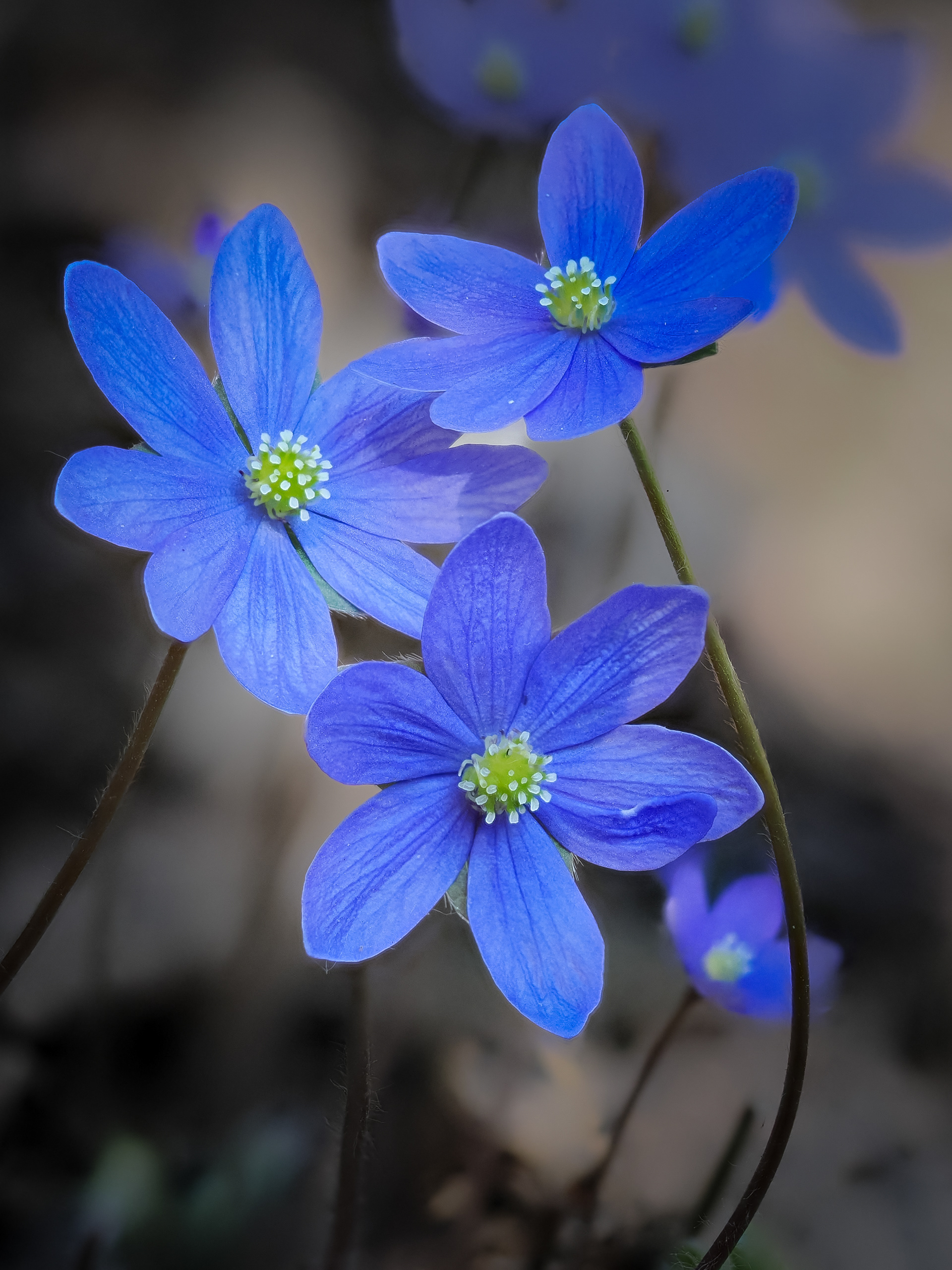 Anemone hepatica