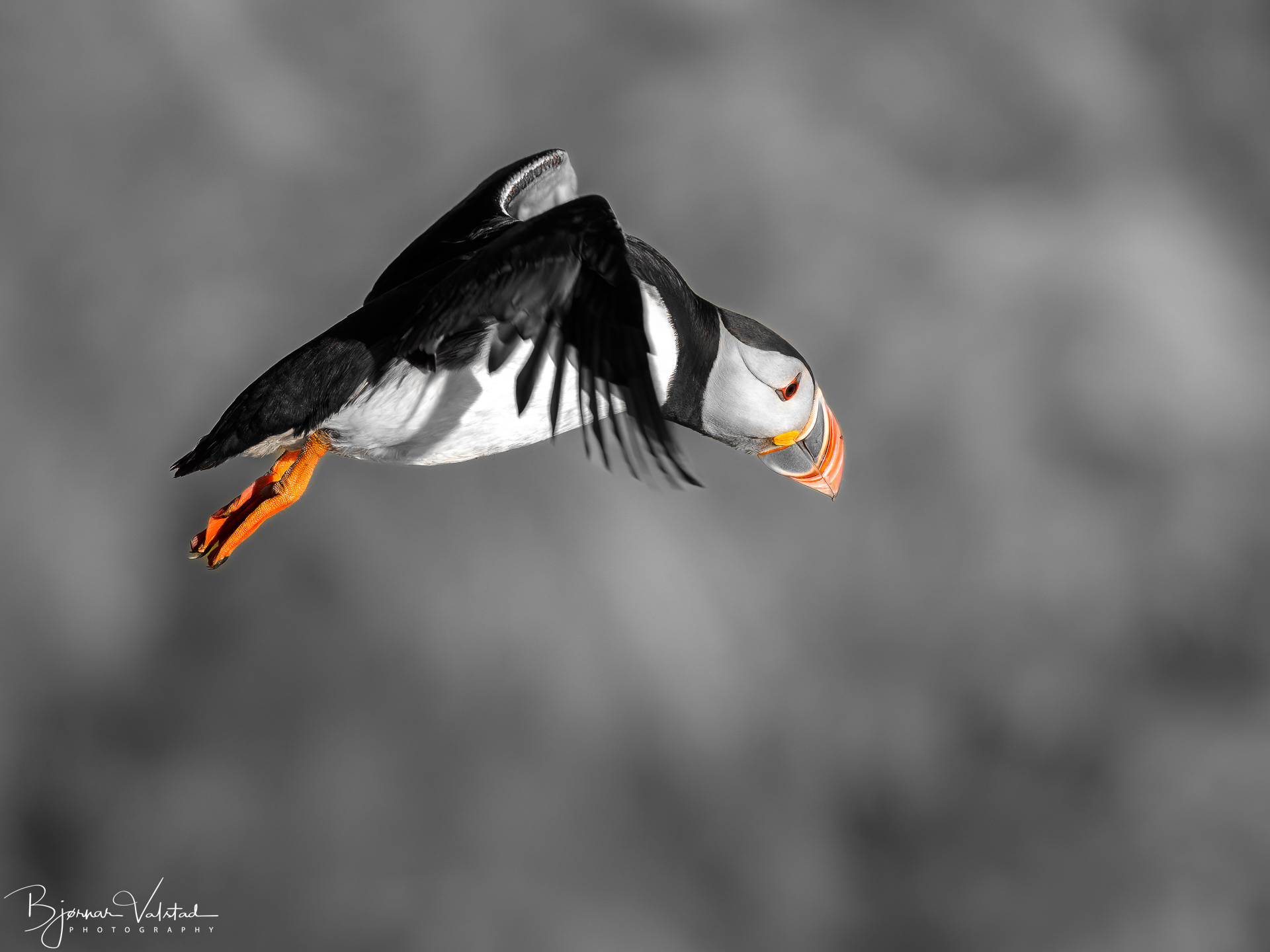 Atlantic puffin (Fratercula arctica)