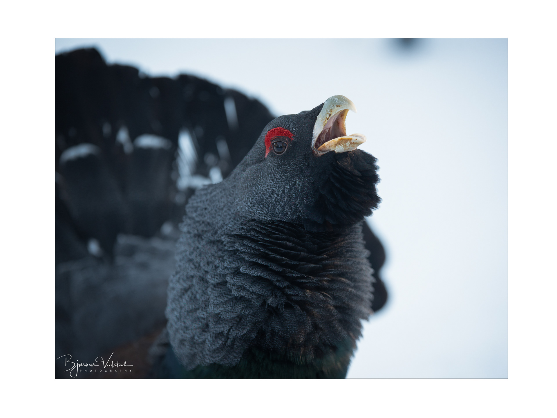 Western capercaillie (Tetrao urogallus) - Norway