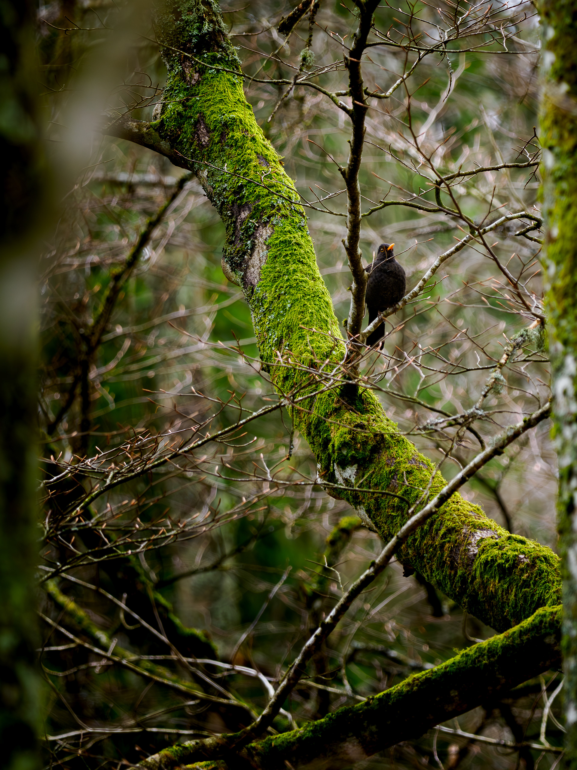 Common blackbird (Turdus merula)