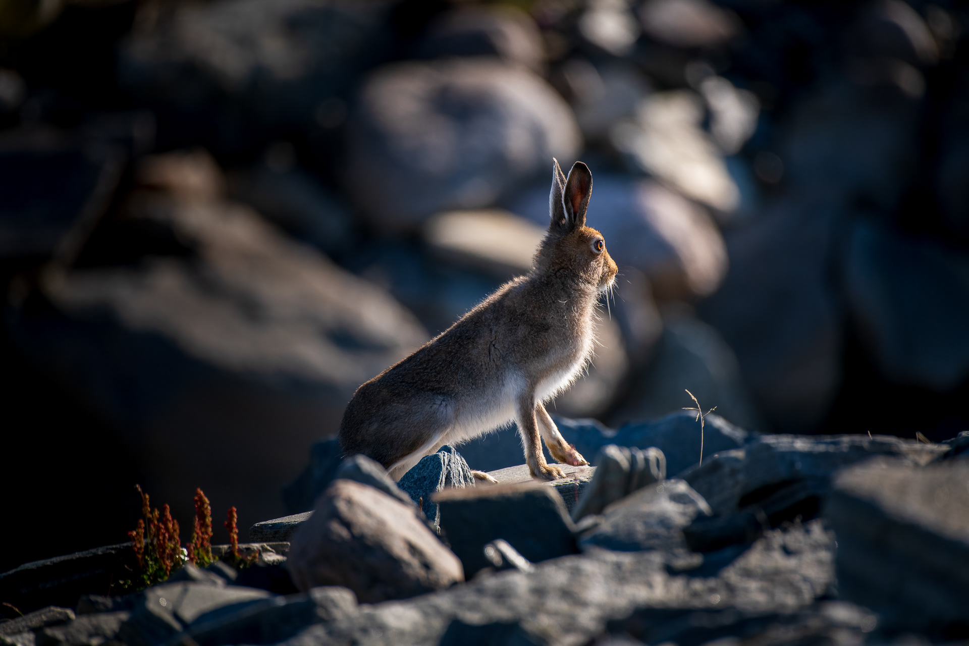 Mountain hare (Lepus timidus)