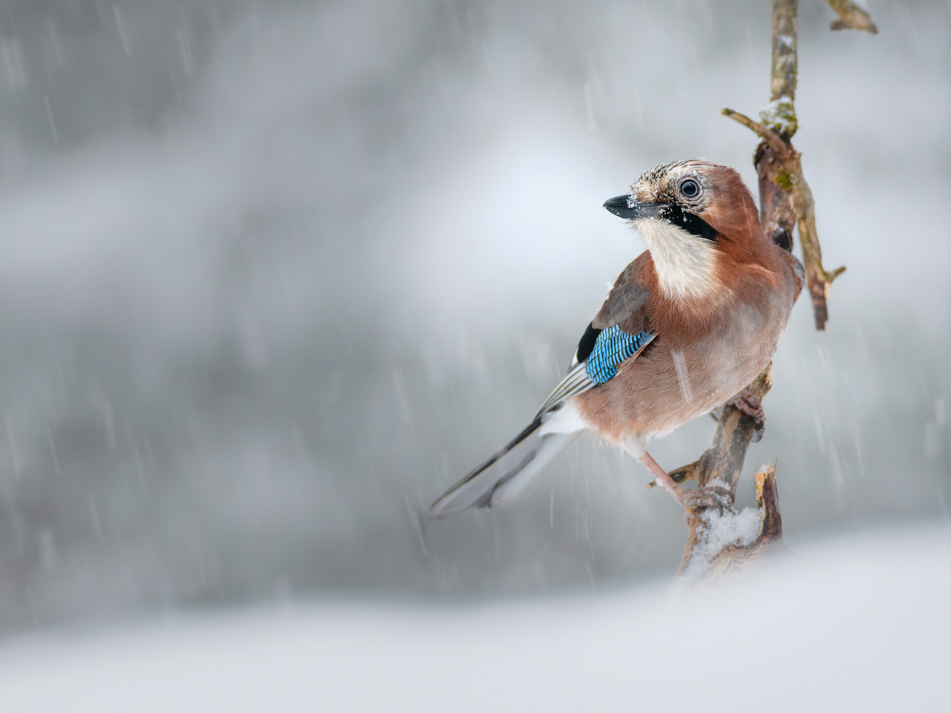 Eurasian jay (Garrulus glandarius)