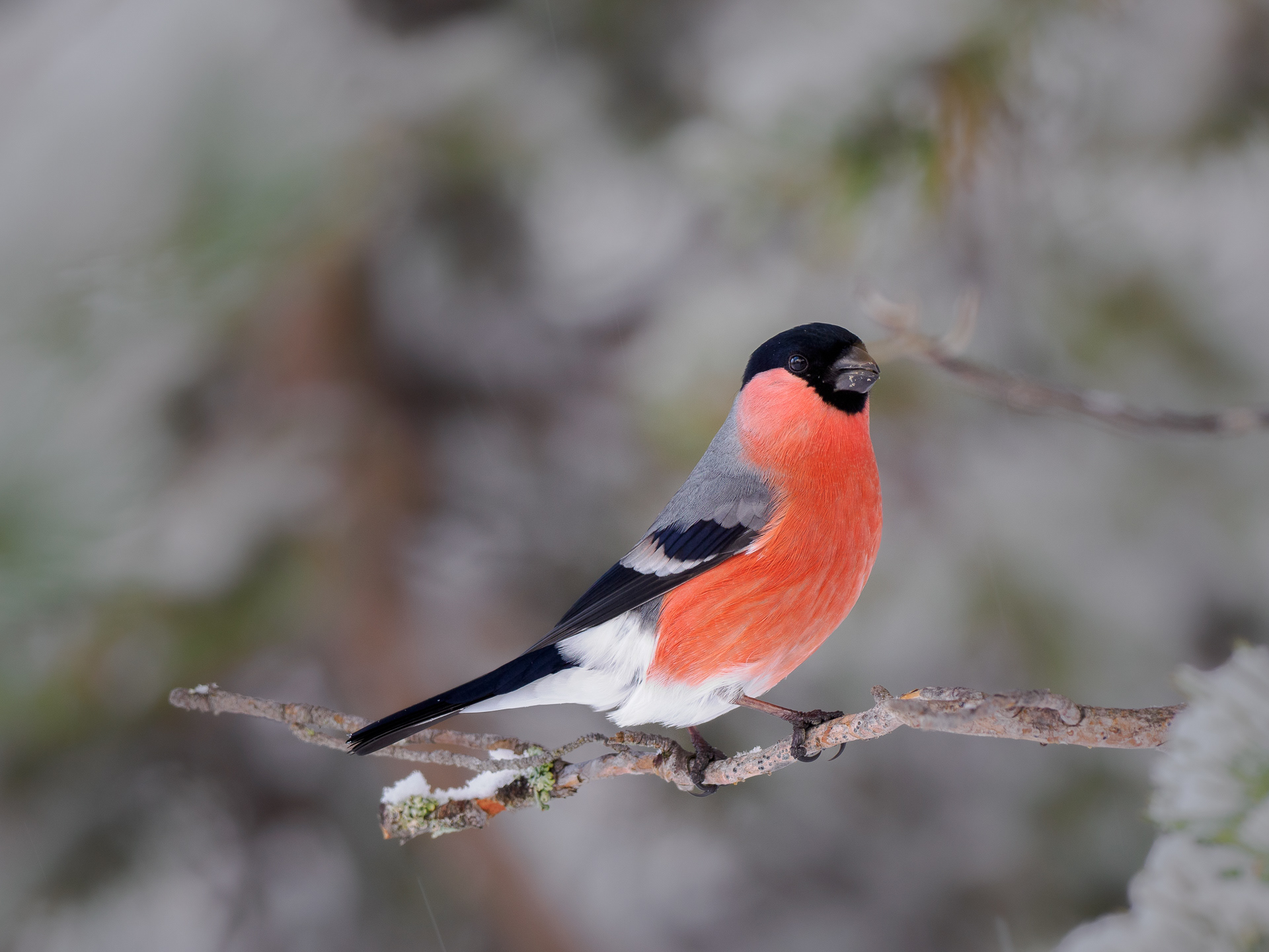 Eurasian bullfinch, male (Pyrrhula pyrrhula)
