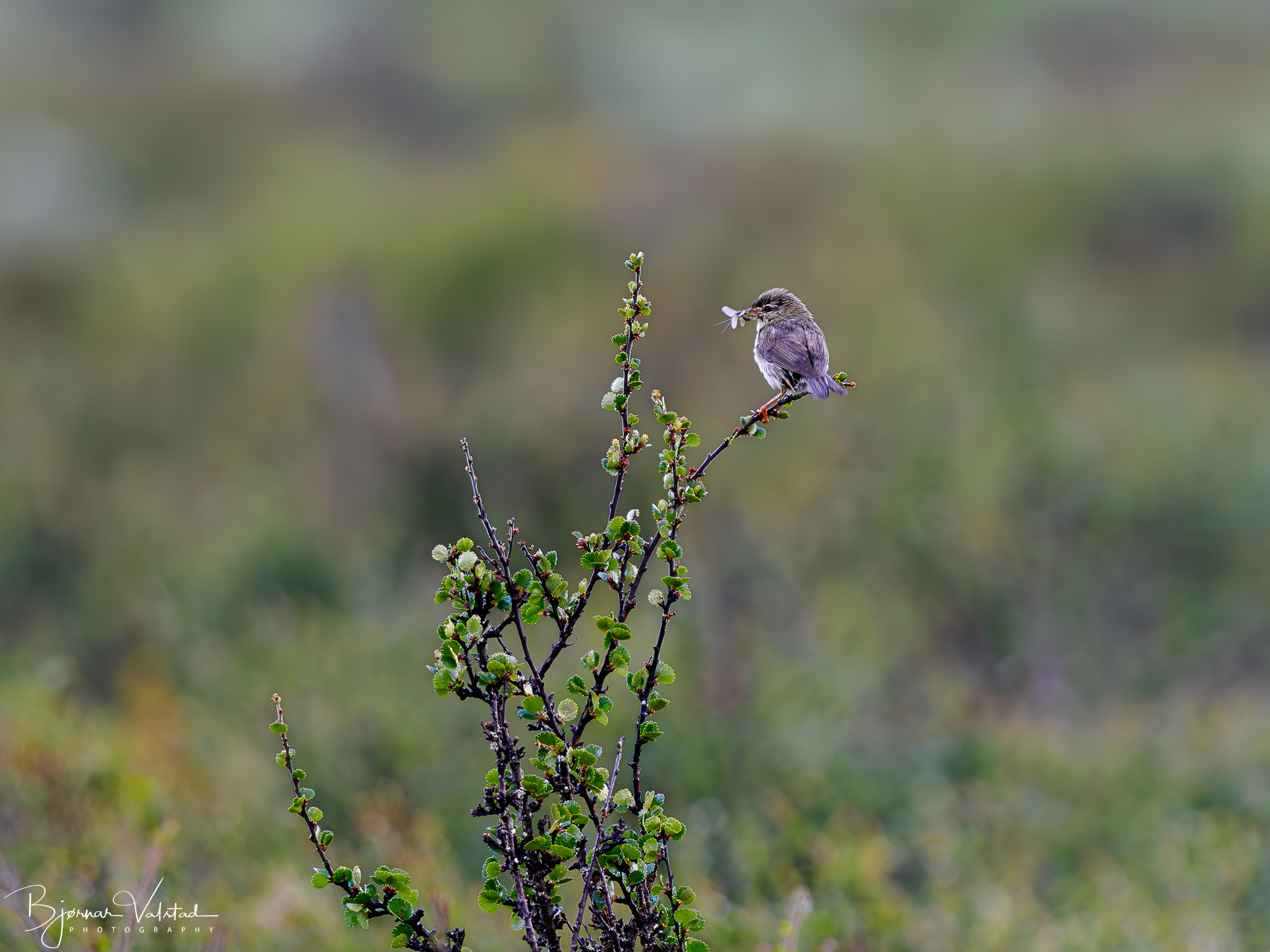 The willow warbler (Phylloscopus trochilus)
