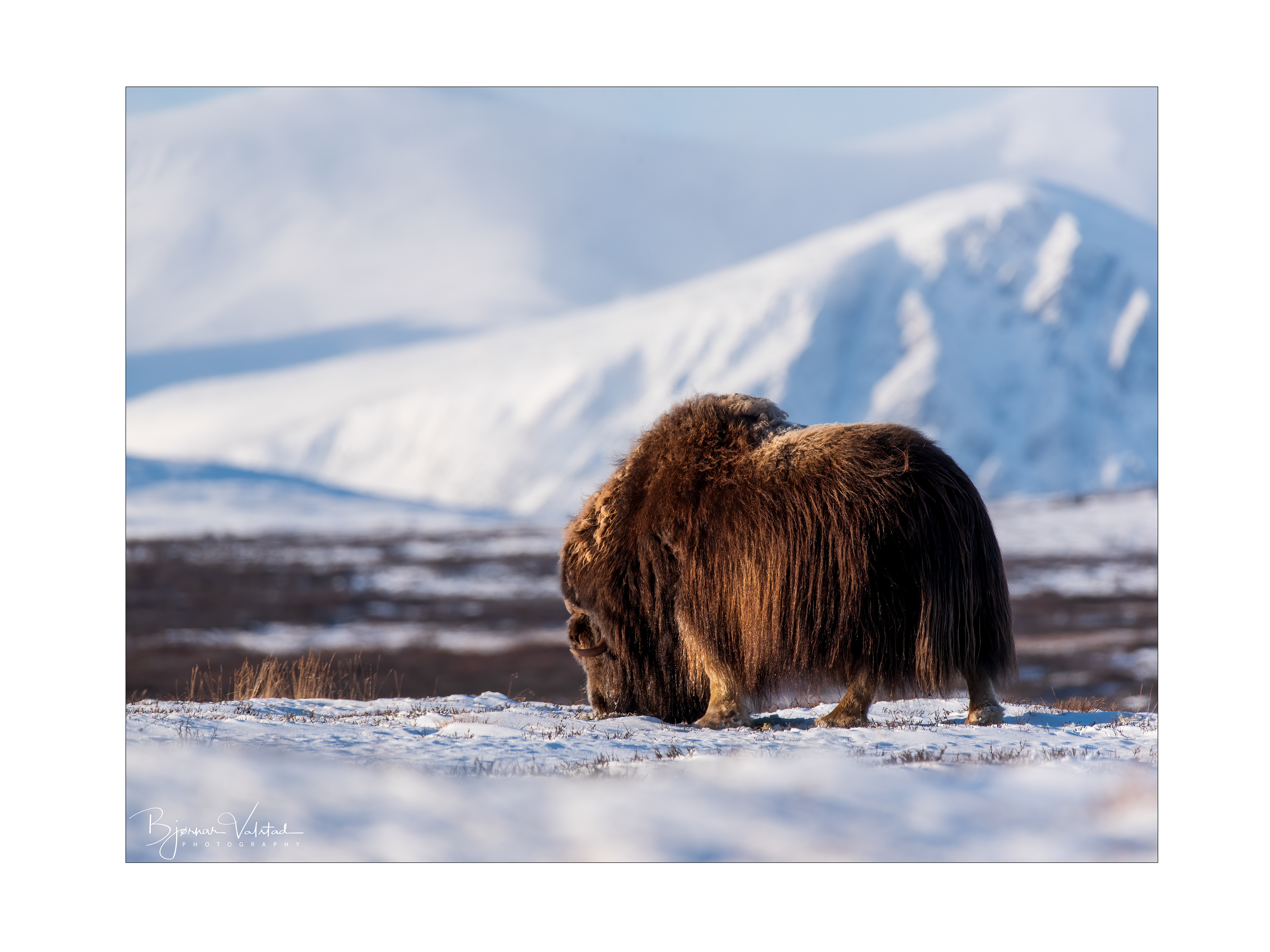 Musk ox, Dovre, Norway
