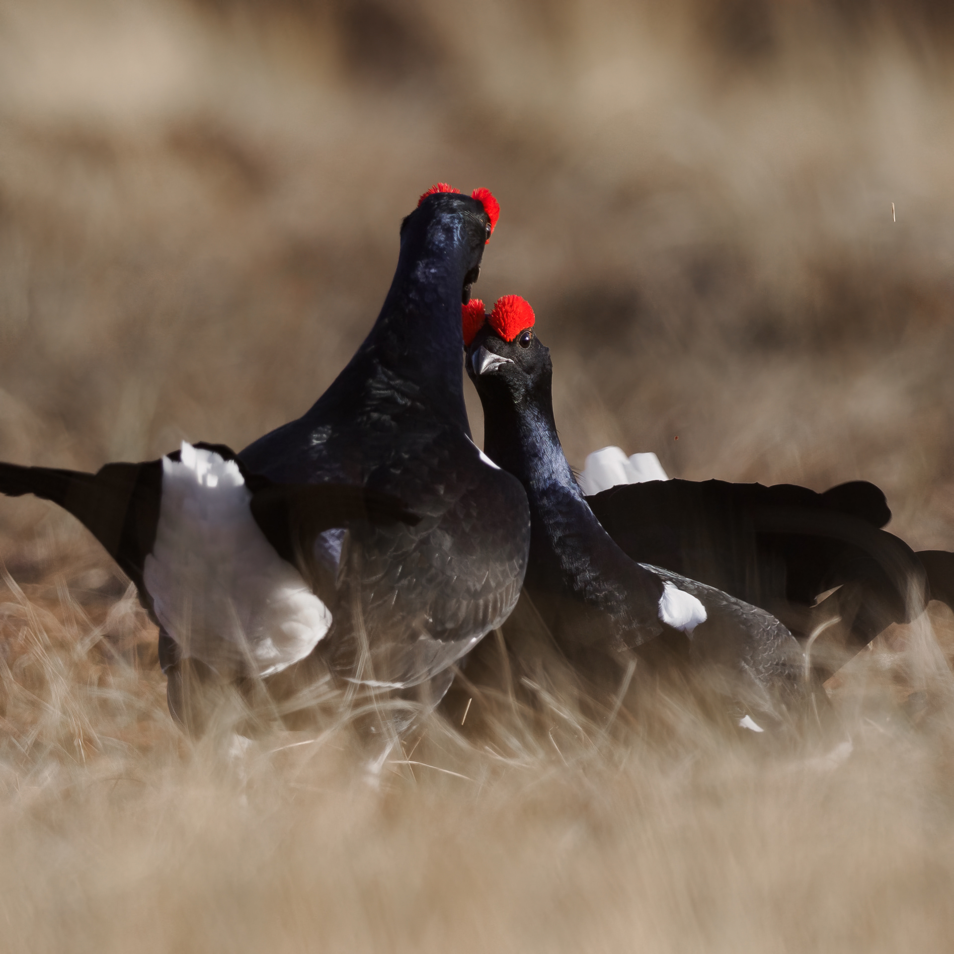 Black grouse, male (Lyrurus tetrix) - Østlandet, Norway