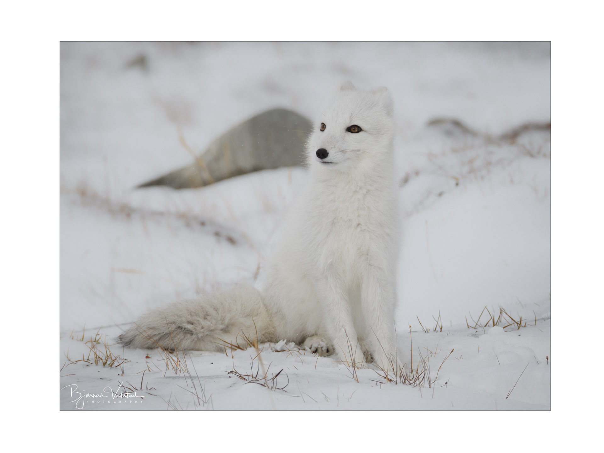 Arctic fox (Vulpes lagopus)