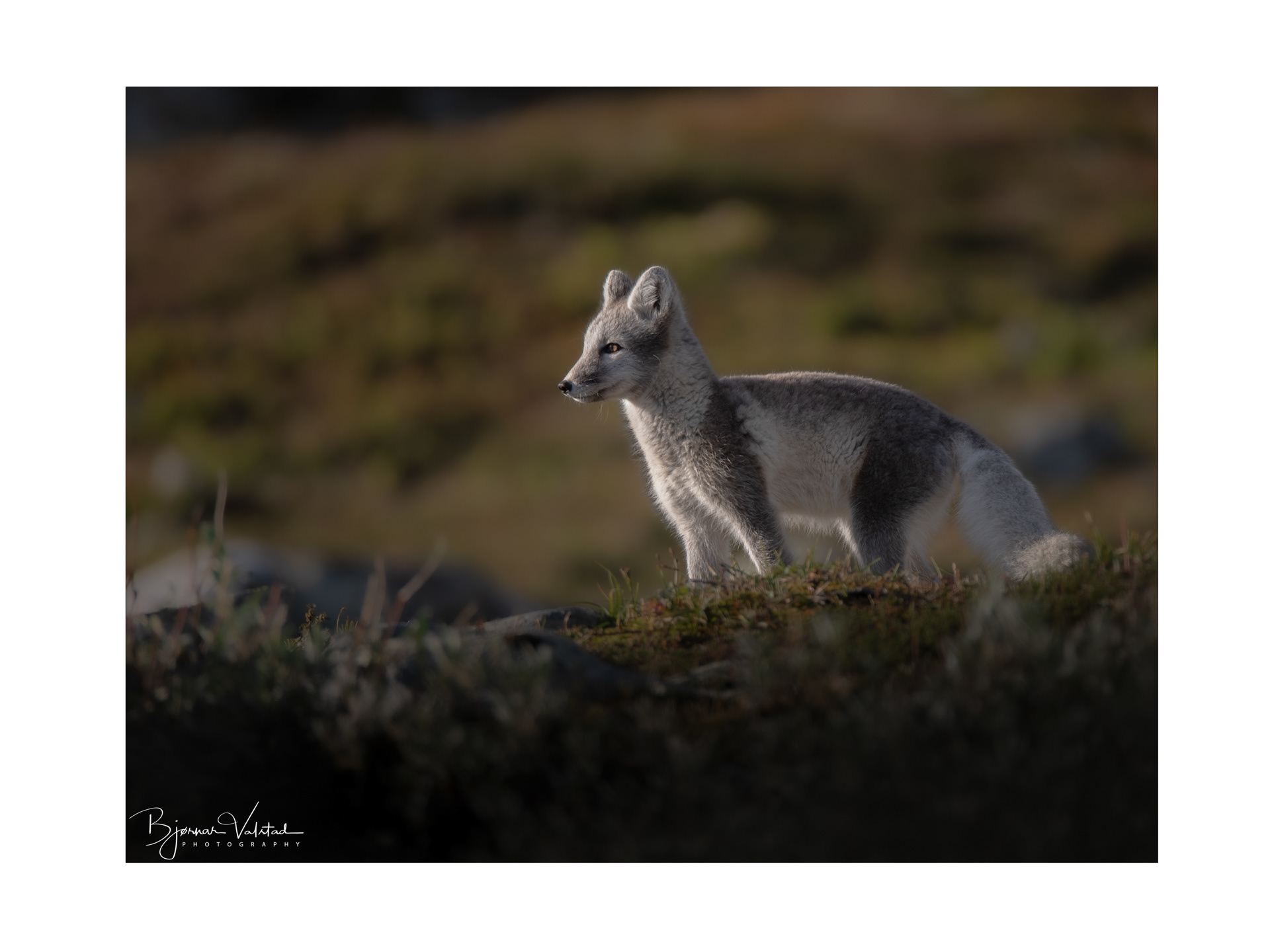 Arctic fox (Vulpes lagopus)