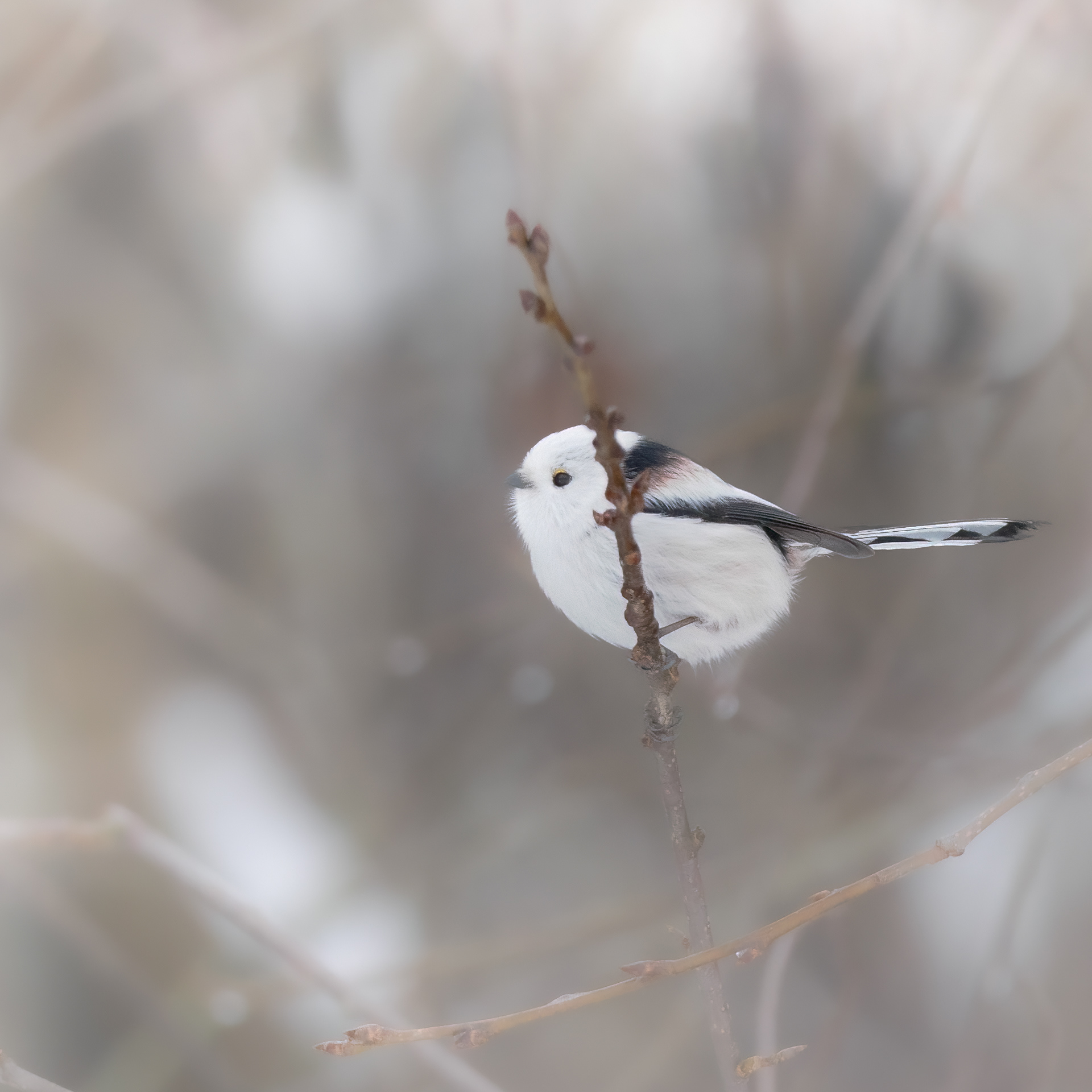 Long-tailed tit (Aegithalos caudatus)
