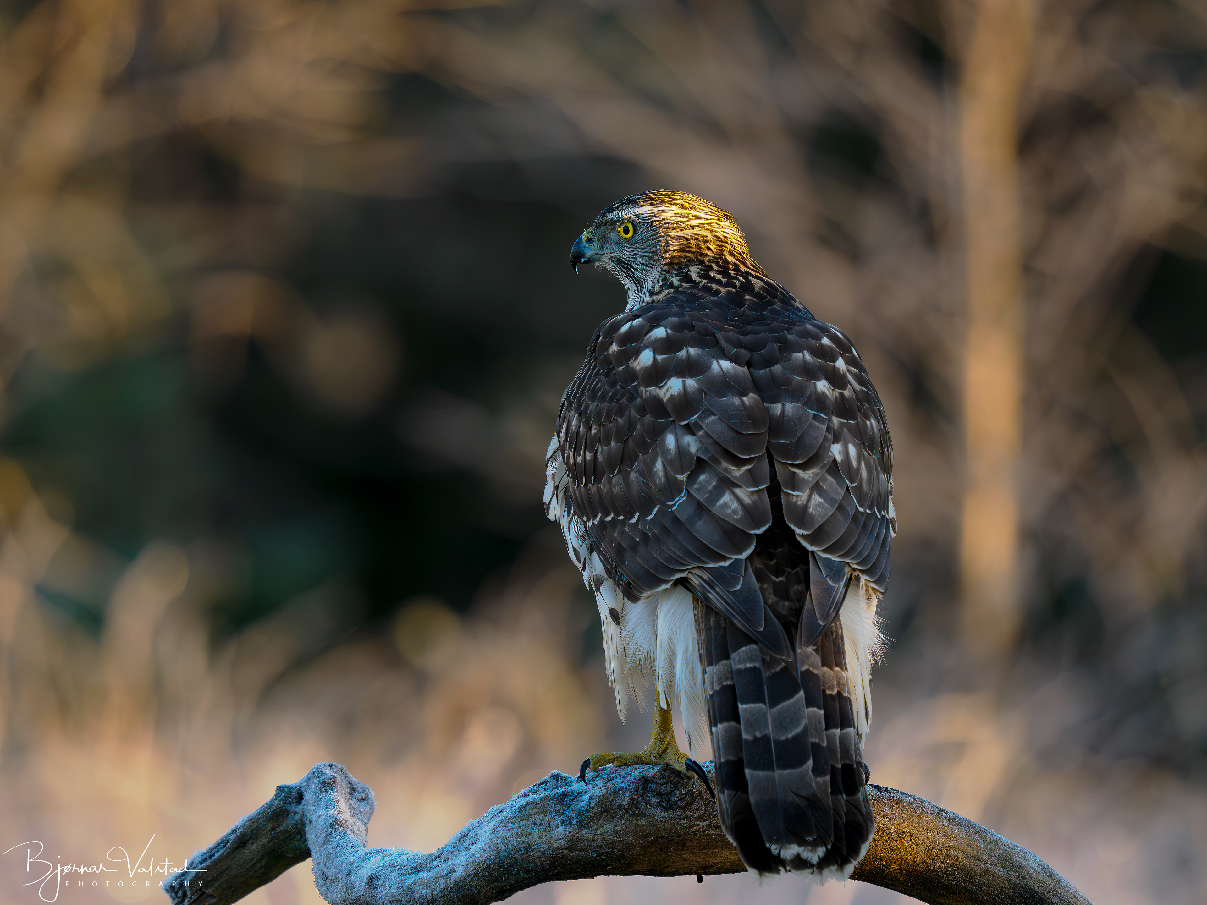 Northern goshawk (Accipiter gentilis)