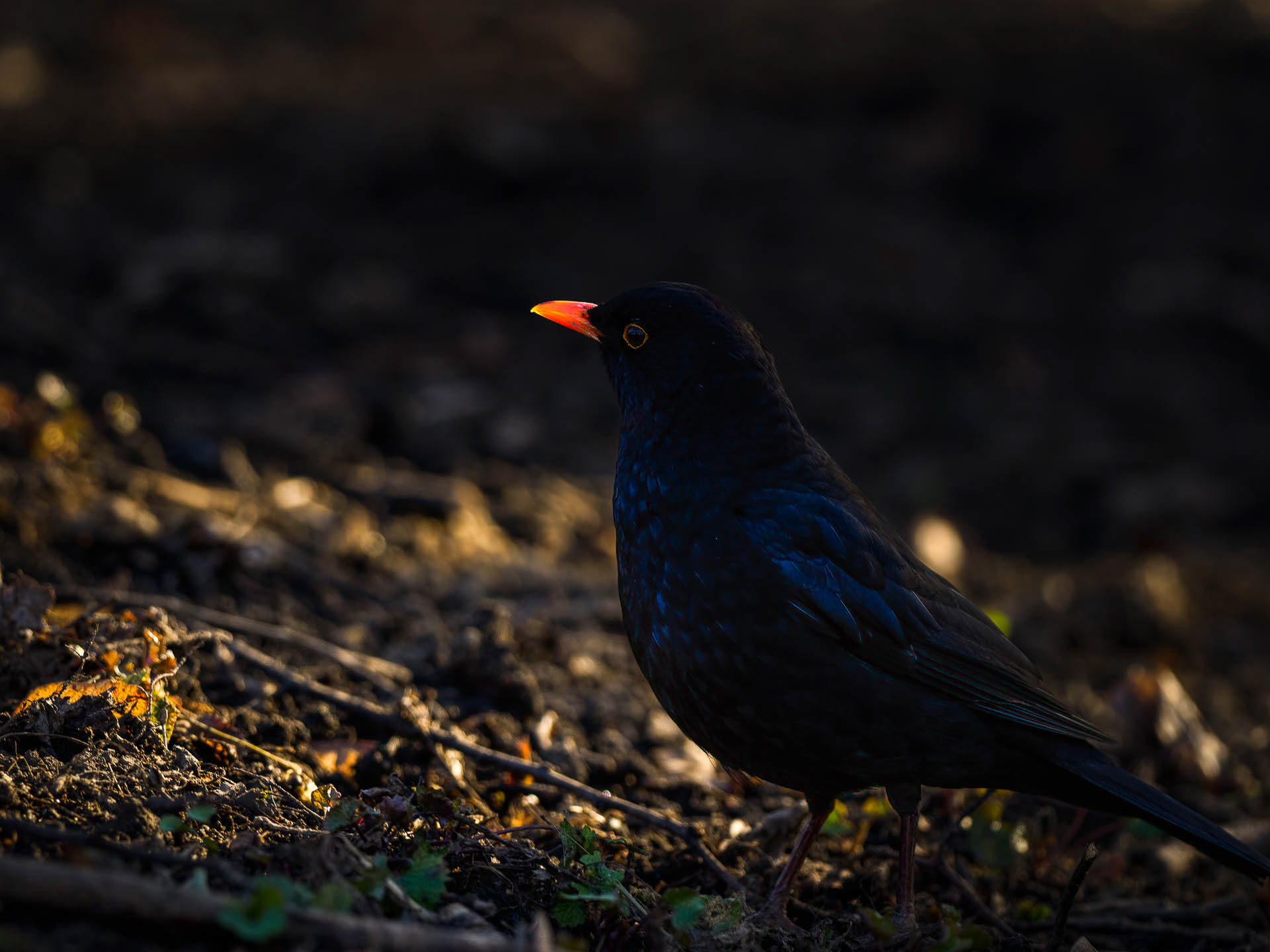 Common blackbird (Turdus merula) 