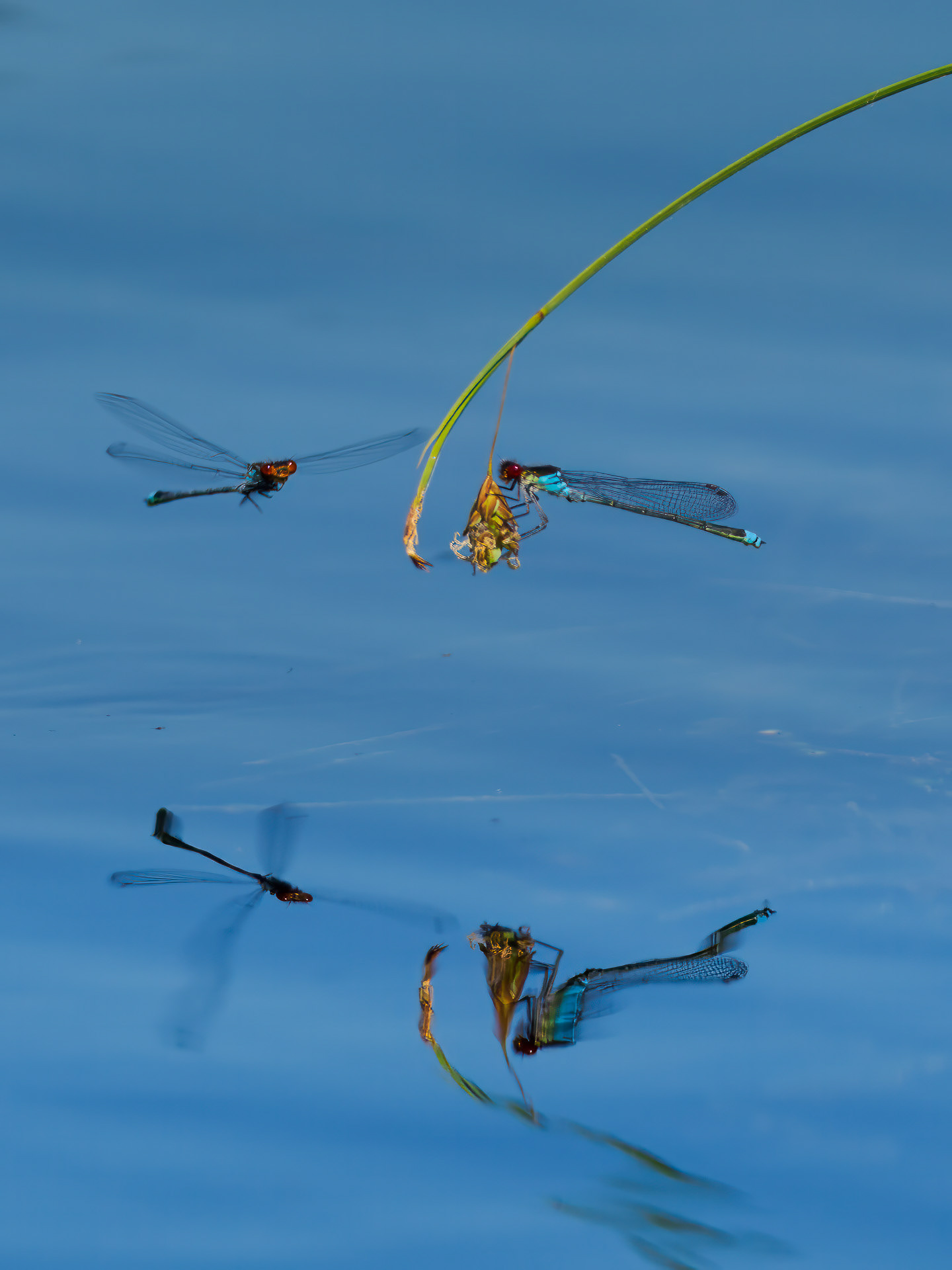 Common blue damselfly (Enallagma cyathigerum) 