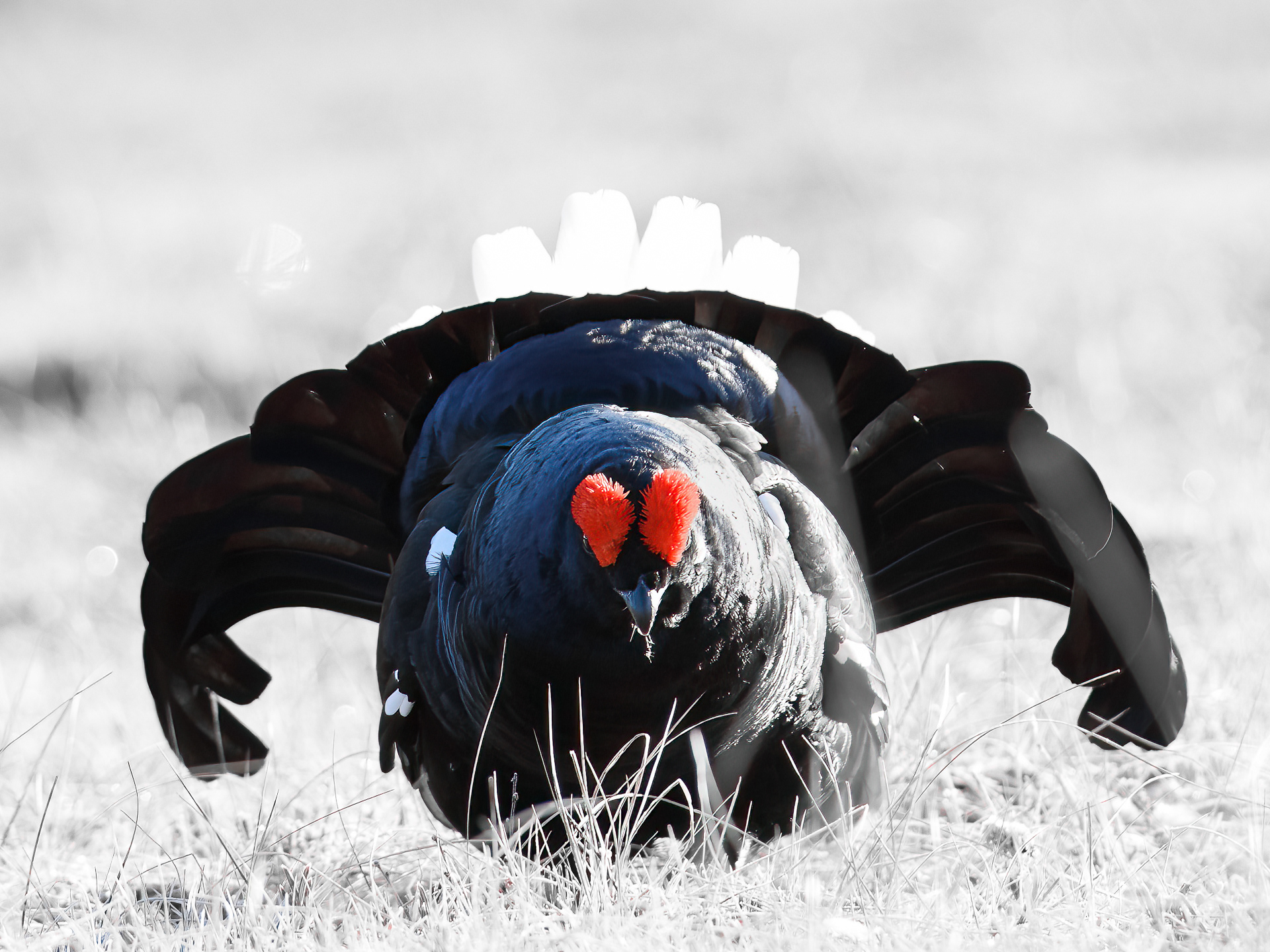 Black grouse, male (Lyrurus tetrix) - Østlandet, Norway