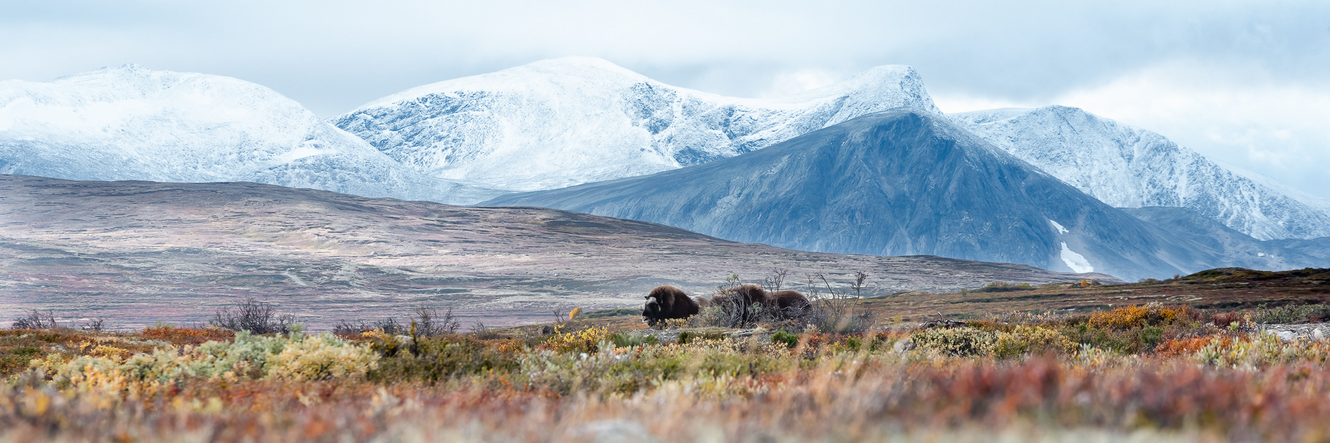Musk ox, Dovre, Norway
