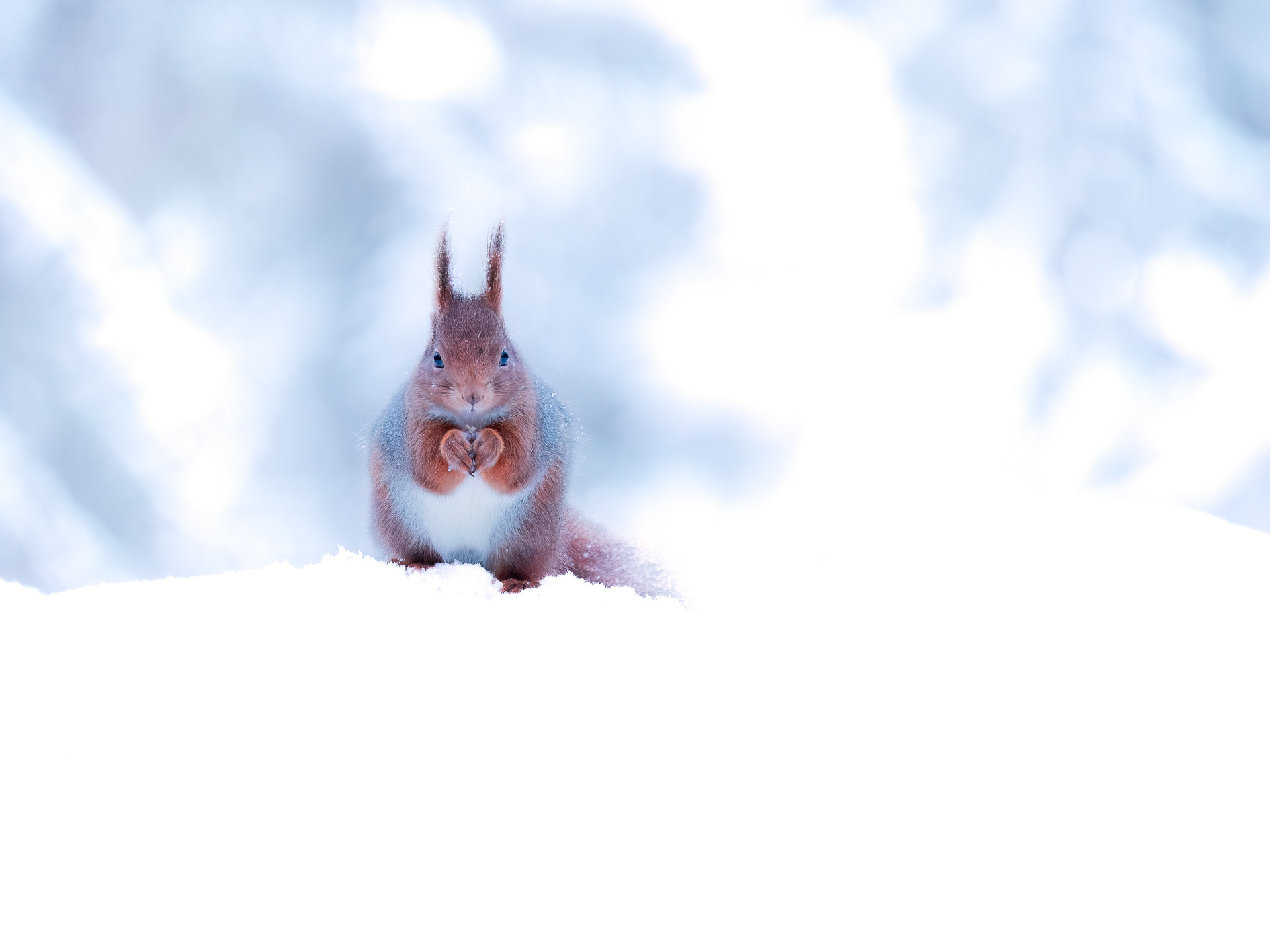 Red squirrel (Sciurus vulgaris) 