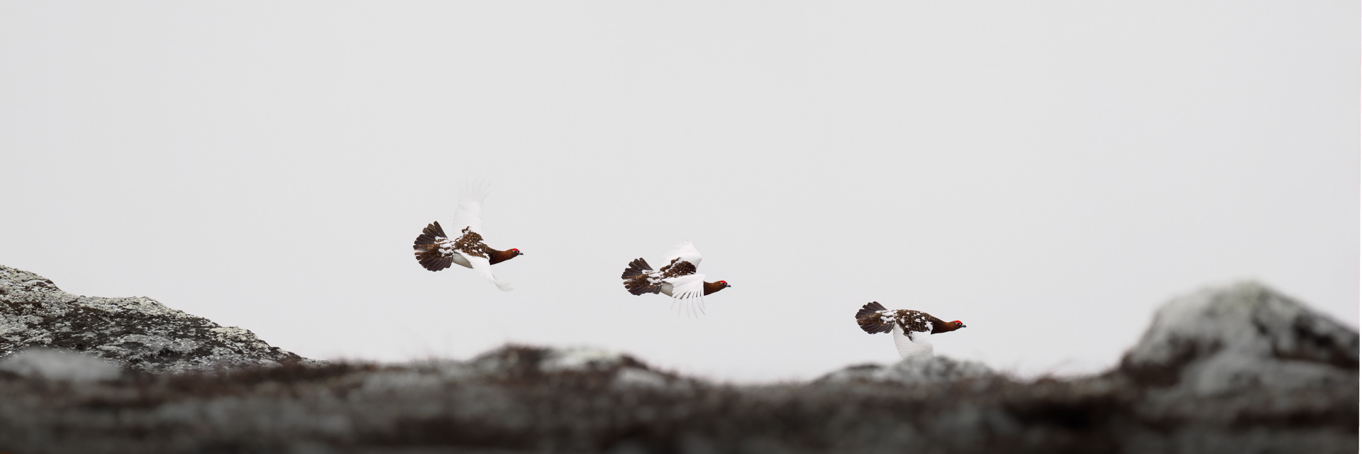 Willow ptarmigan (also willow grouse and red grouse) Lagopus lagopus