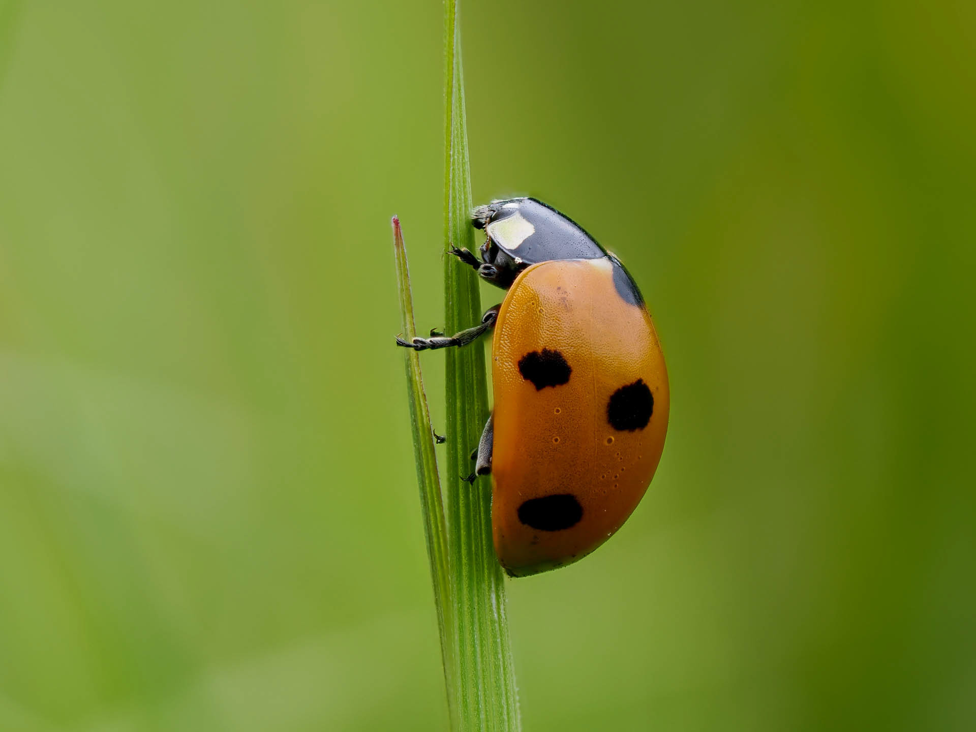 Ladybug (Coccinellidae)