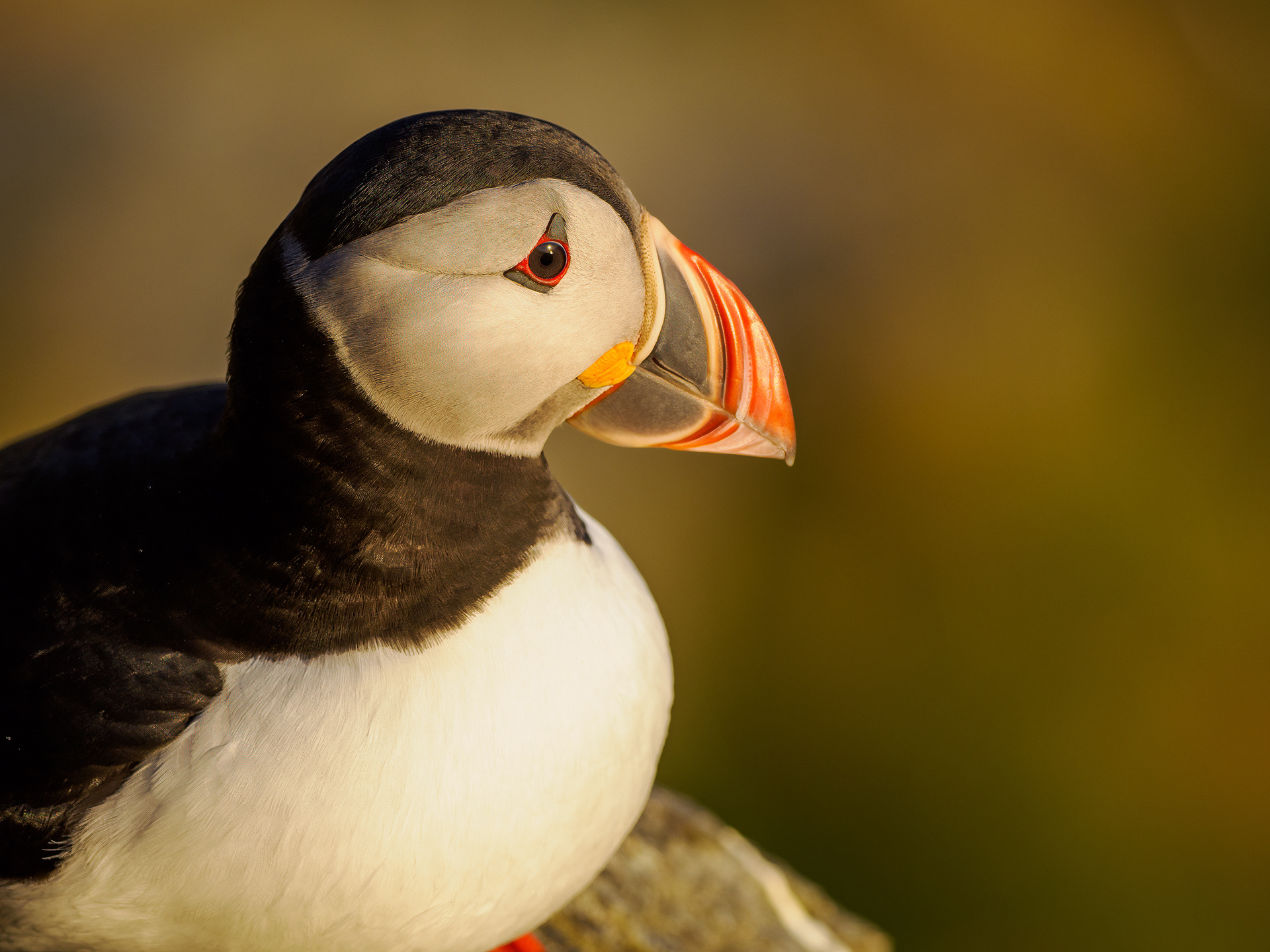 Atlantic puffin (Fratercula arctica)