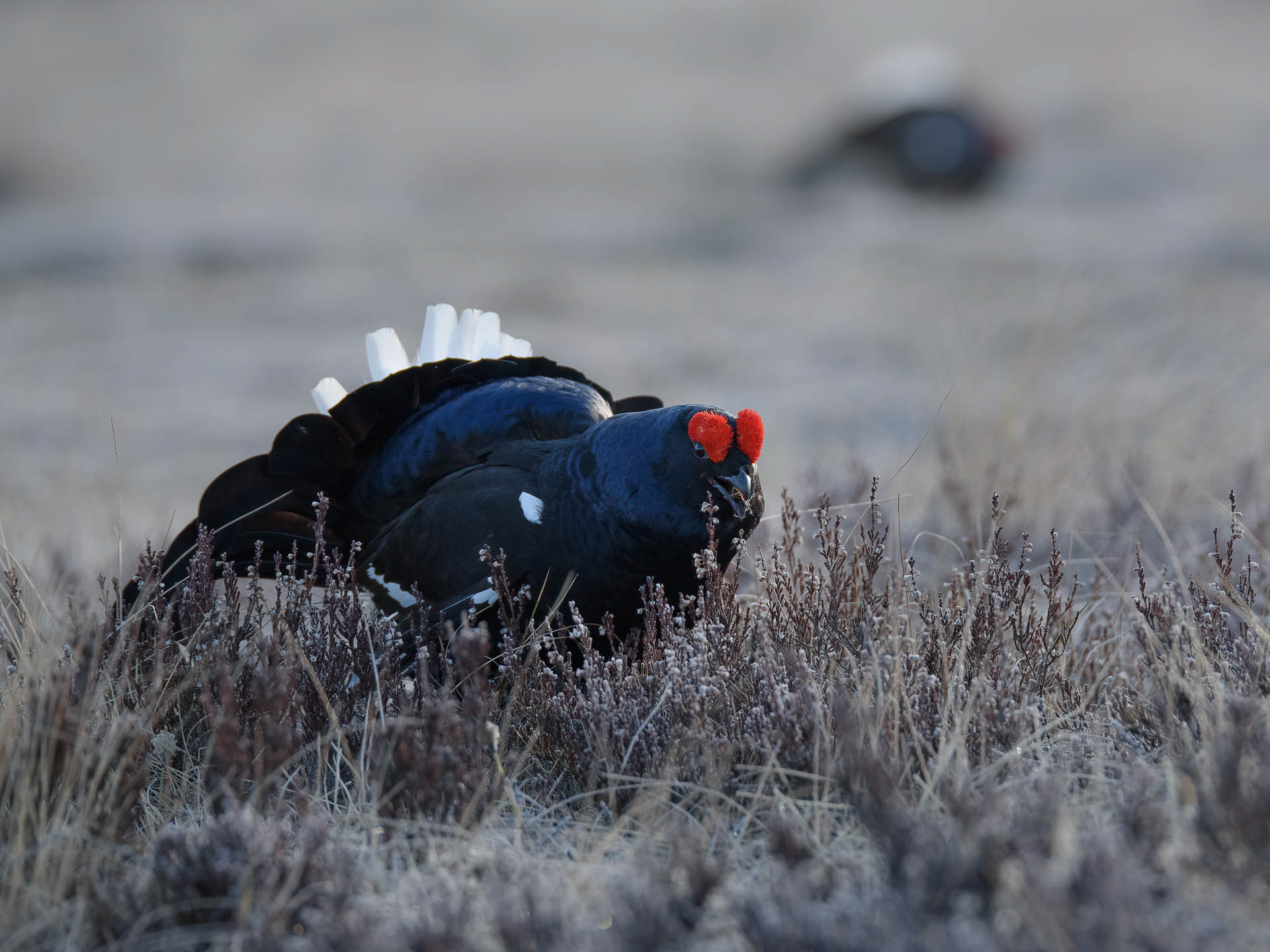 Black grouse, male (Lyrurus tetrix) - Østlandet, Norway