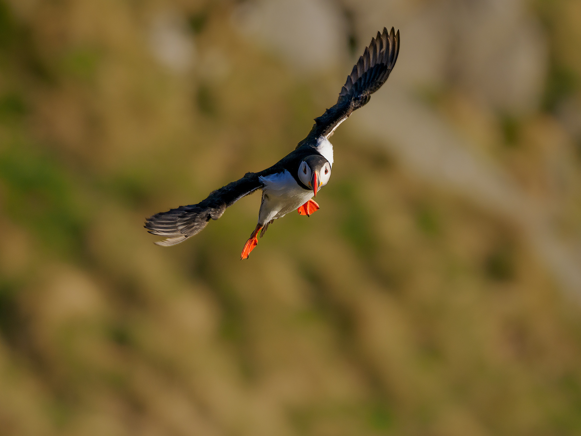 Atlantic puffin (Fratercula arctica)