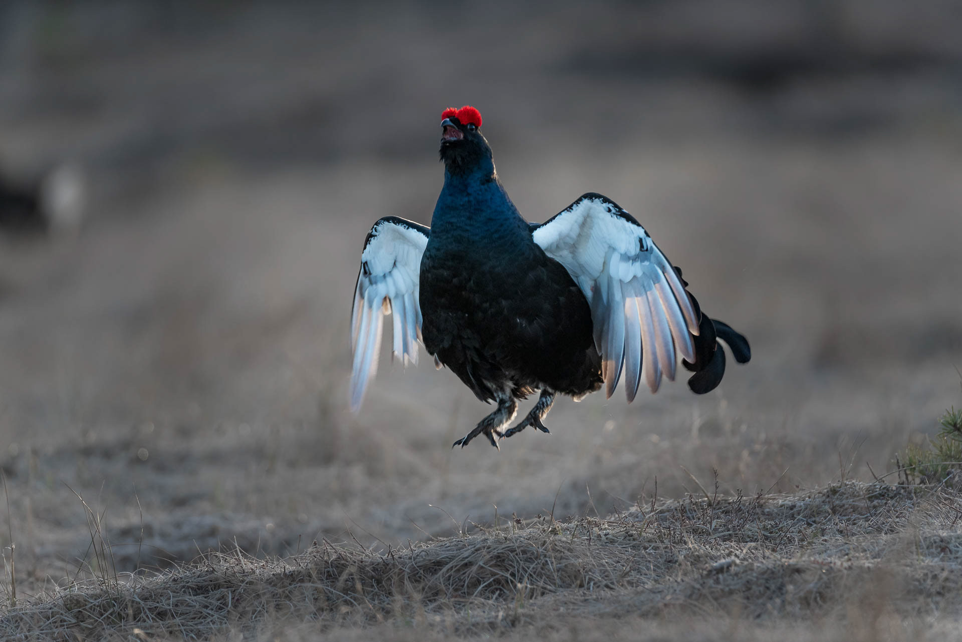 Black grouse, male (Lyrurus tetrix) - Østlandet, Norway