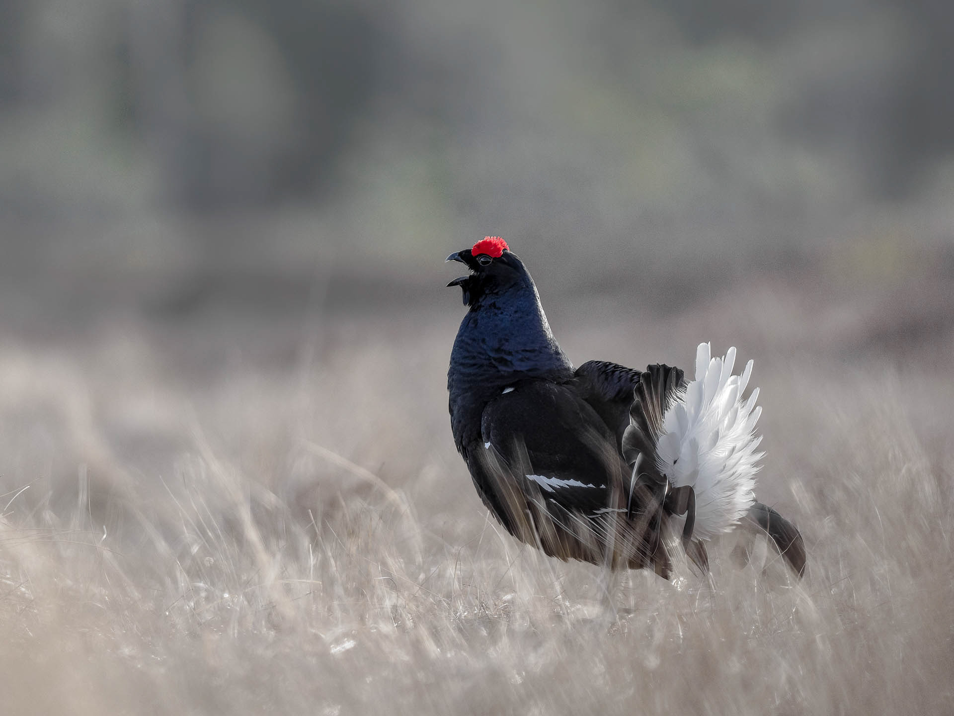 Black grouse, male (Lyrurus tetrix) - Østlandet, Norway