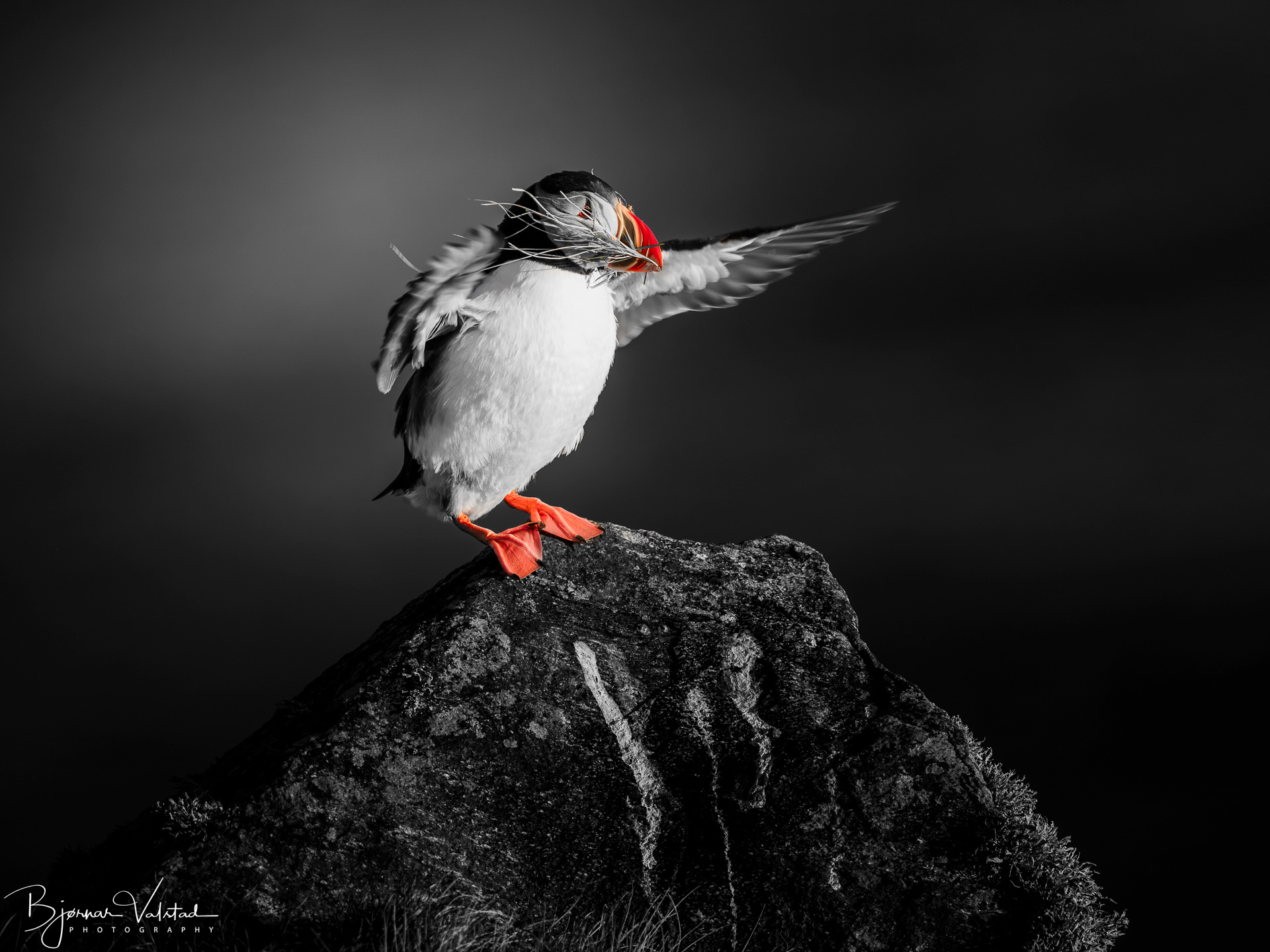 Atlantic puffin (Fratercula arctica)