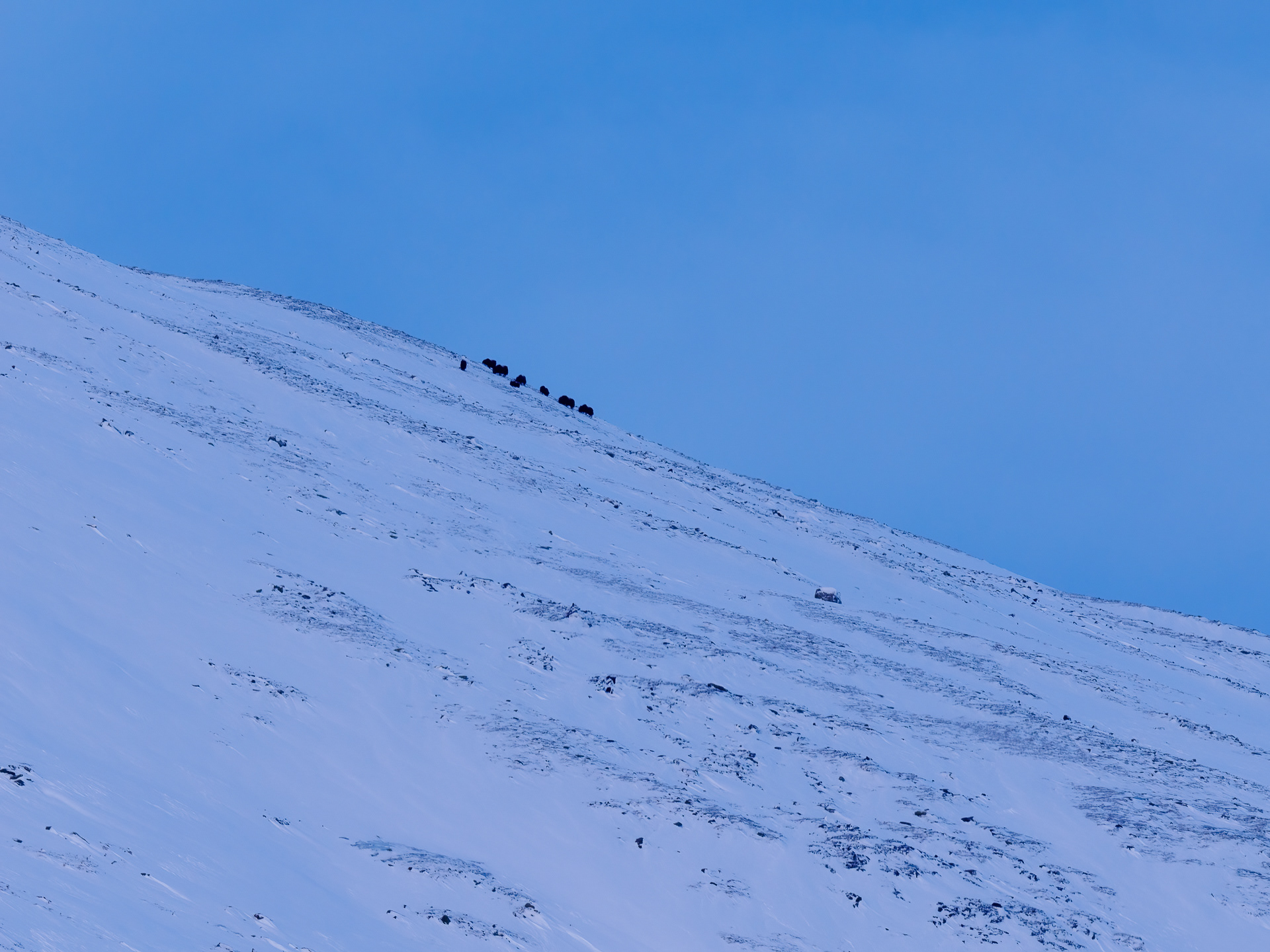 Muskox, family group - Dovre, Norway