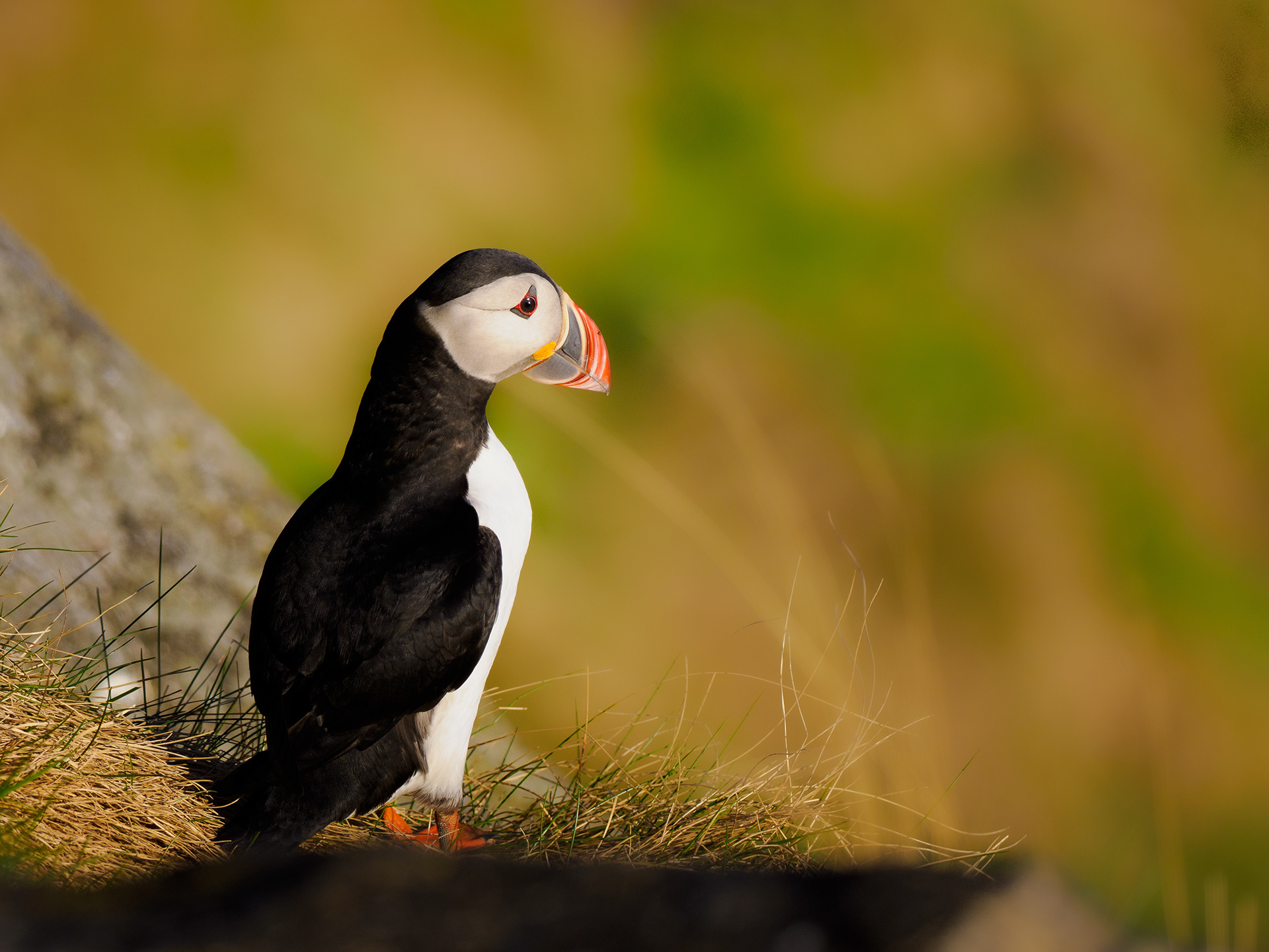 Atlantic puffin (Fratercula arctica)