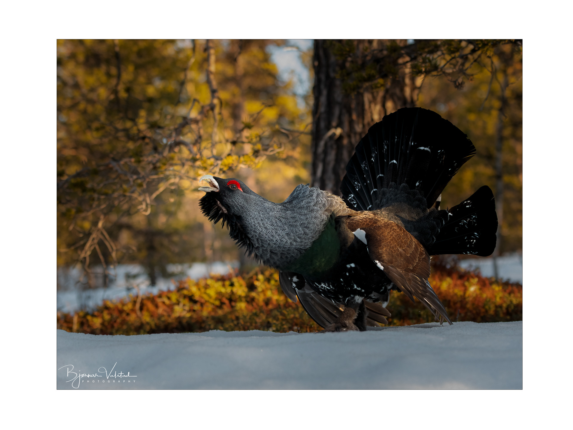 Western capercaillie (Tetrao urogallus) - Norway