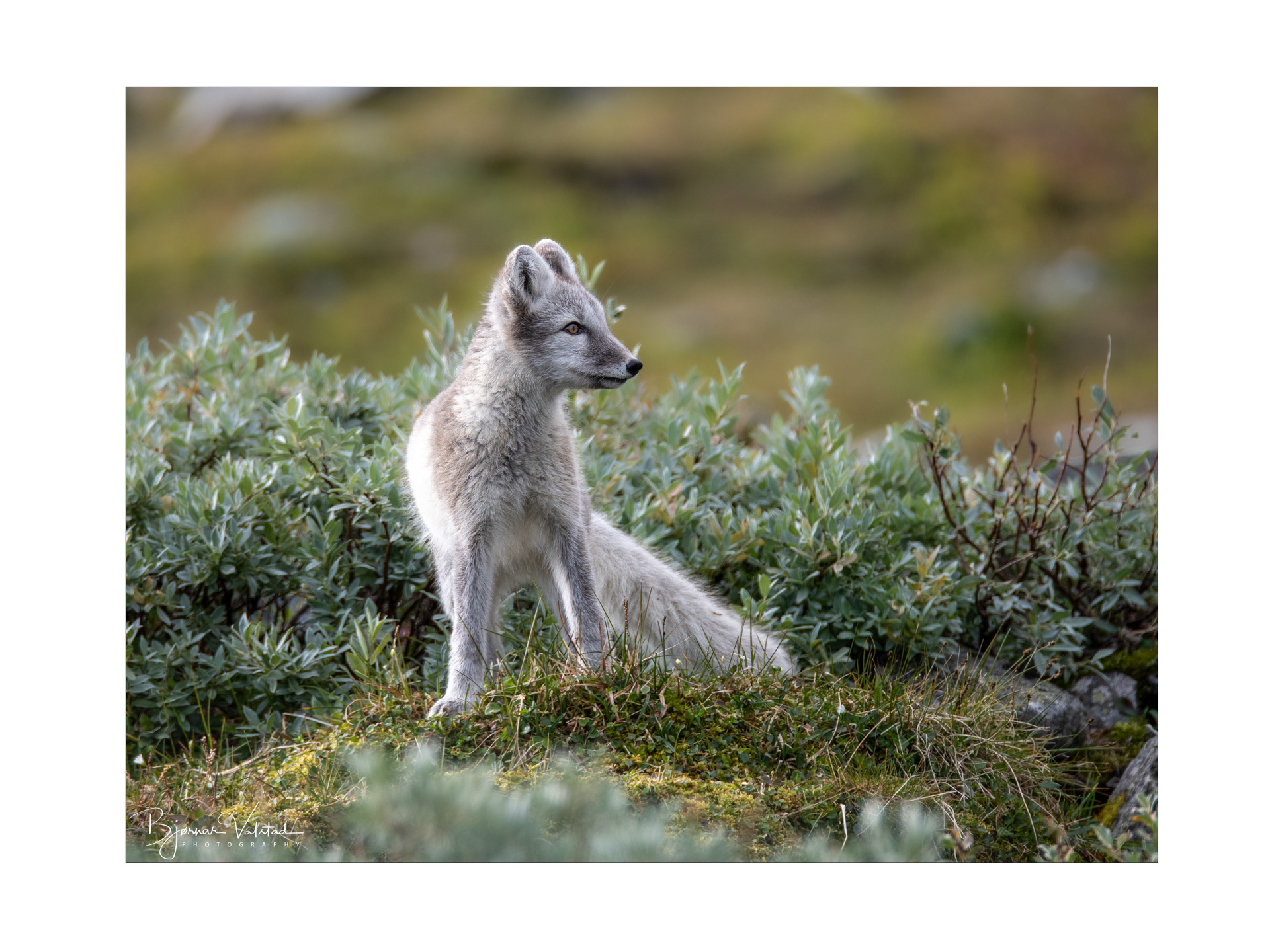 Arctic fox (Vulpes lagopus)