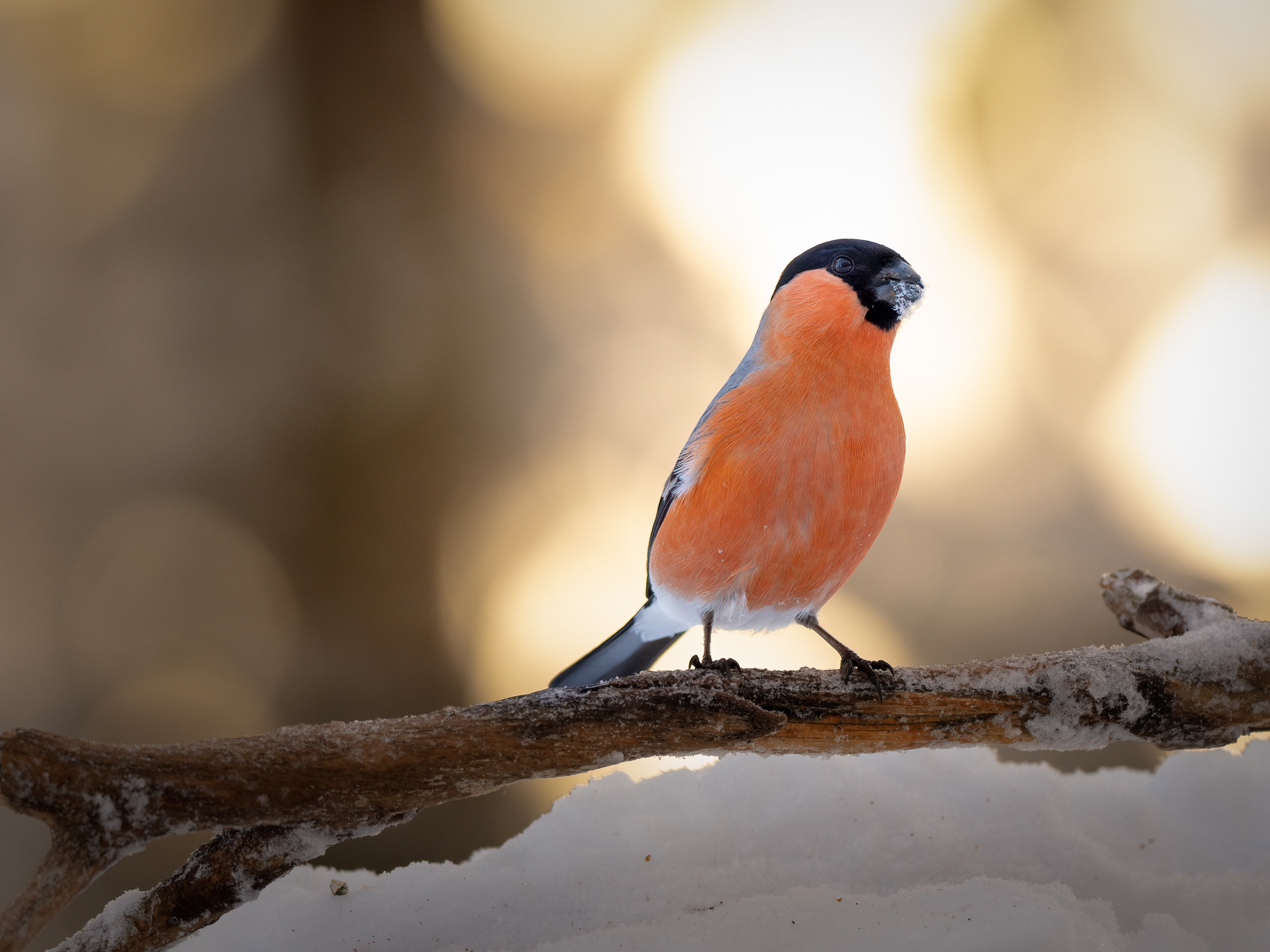 Eurasian bullfinch, male (Pyrrhula pyrrhula)