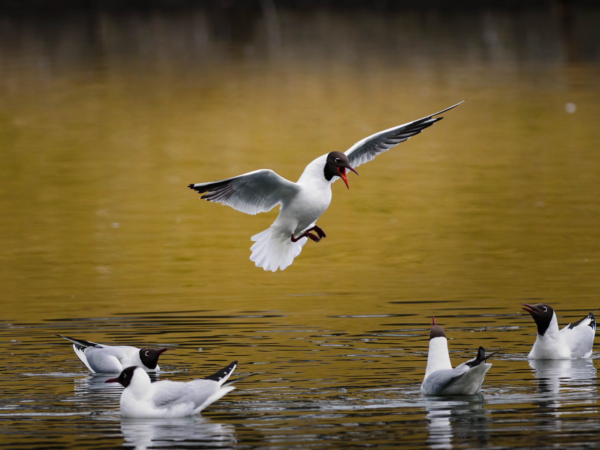 Black-headed gull (Chroicocephalus ridibundus)