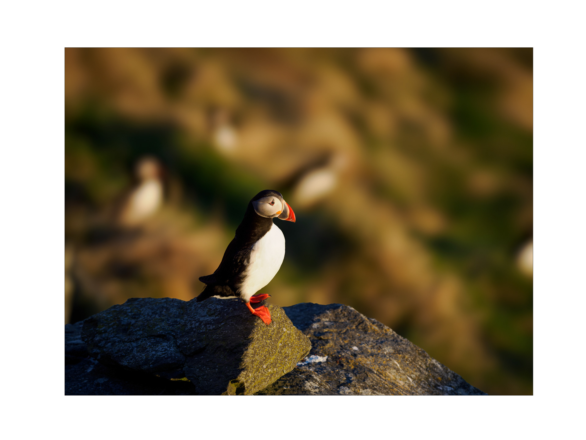 Atlantic puffin (Fratercula arctica)