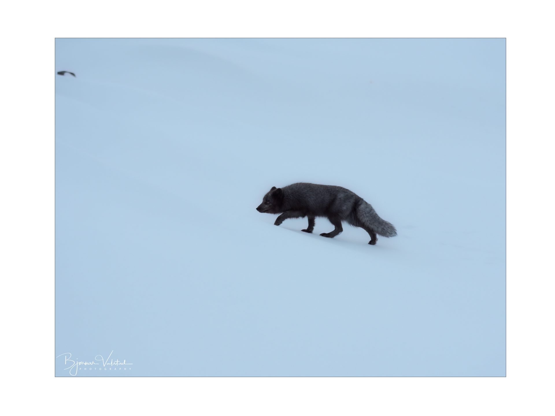 Arctic fox (Vulpes lagopus)