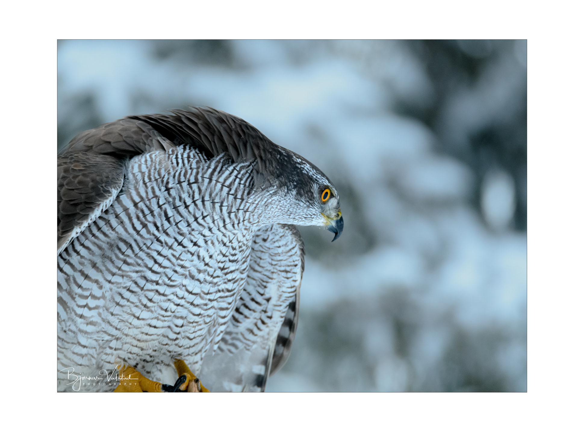 Northern goshawk (Accipiter gentilis)
