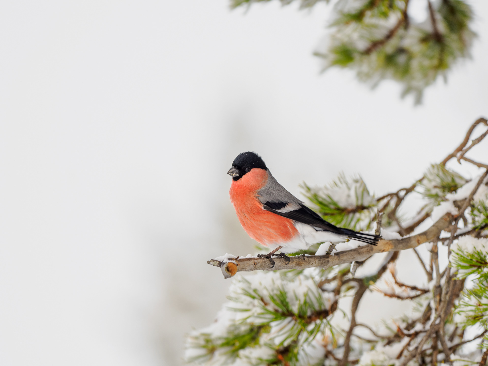 Eurasian bullfinch, male (Pyrrhula pyrrhula)