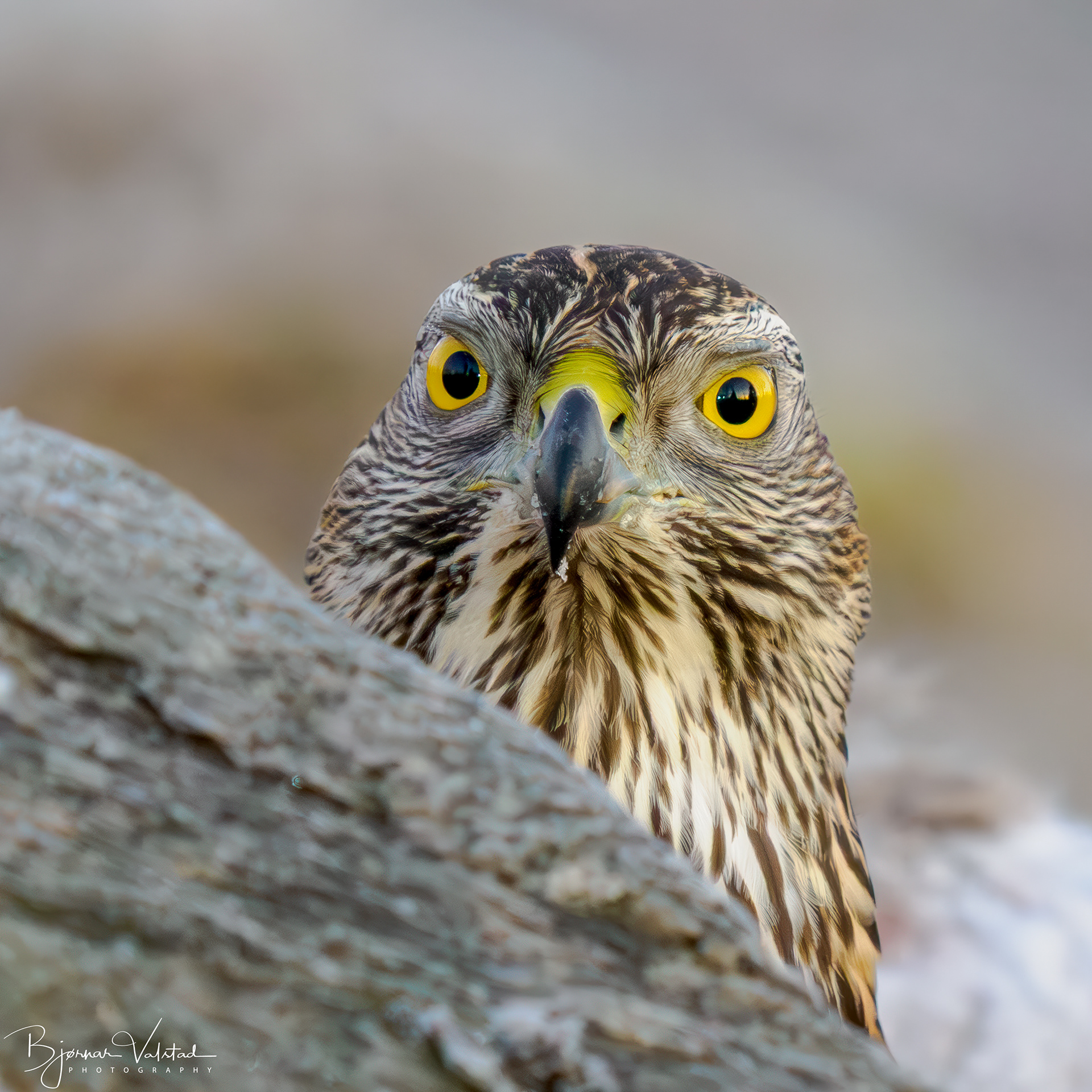 Eurasian goshawk (Astur gentilis) 