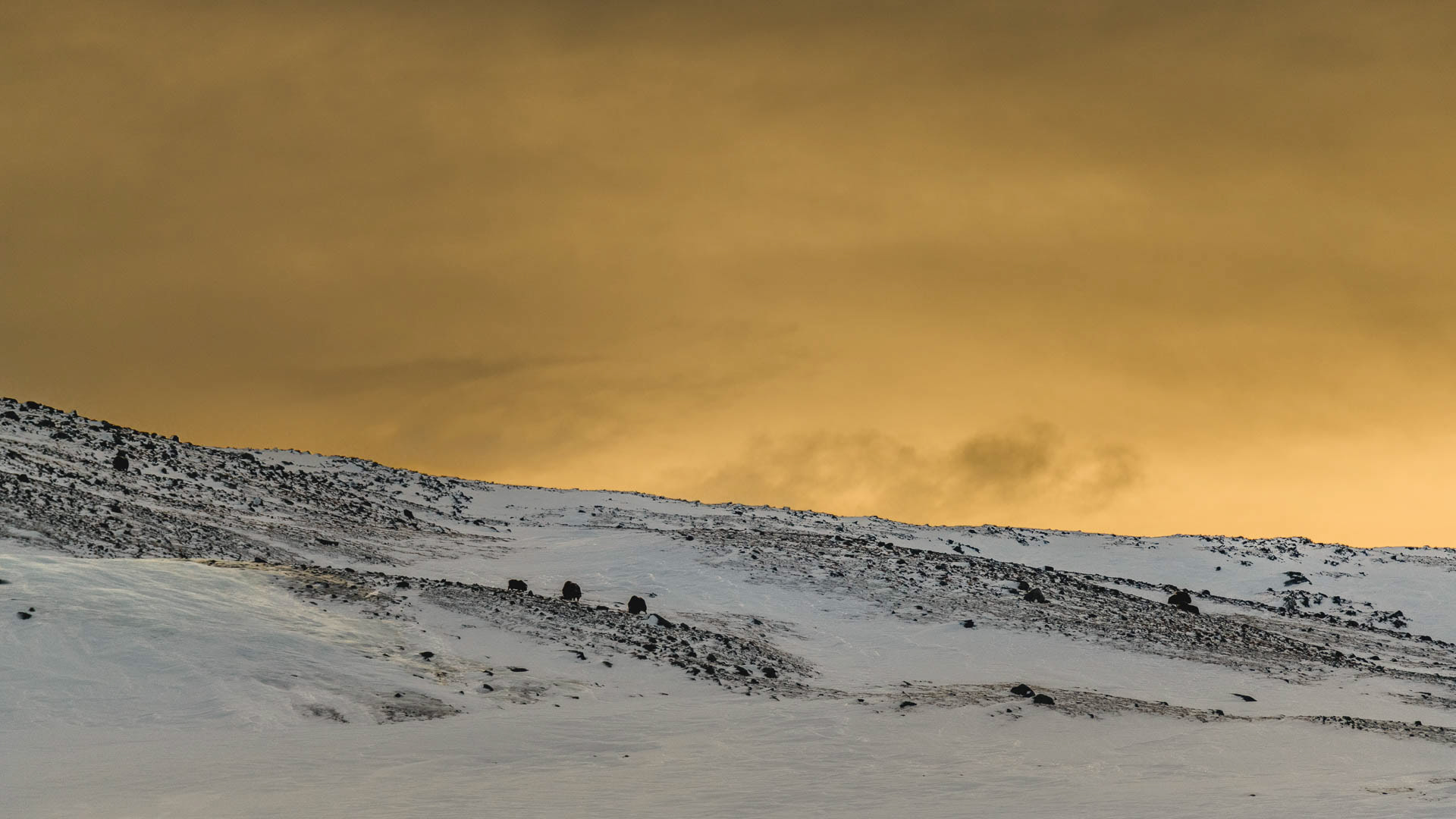 Musk ox, family group, Dovre, Norway