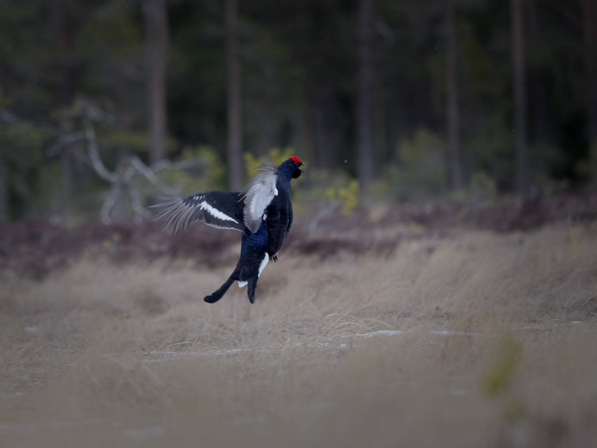 Black grouse, male (Lyrurus tetrix) - Østlandet, Norway