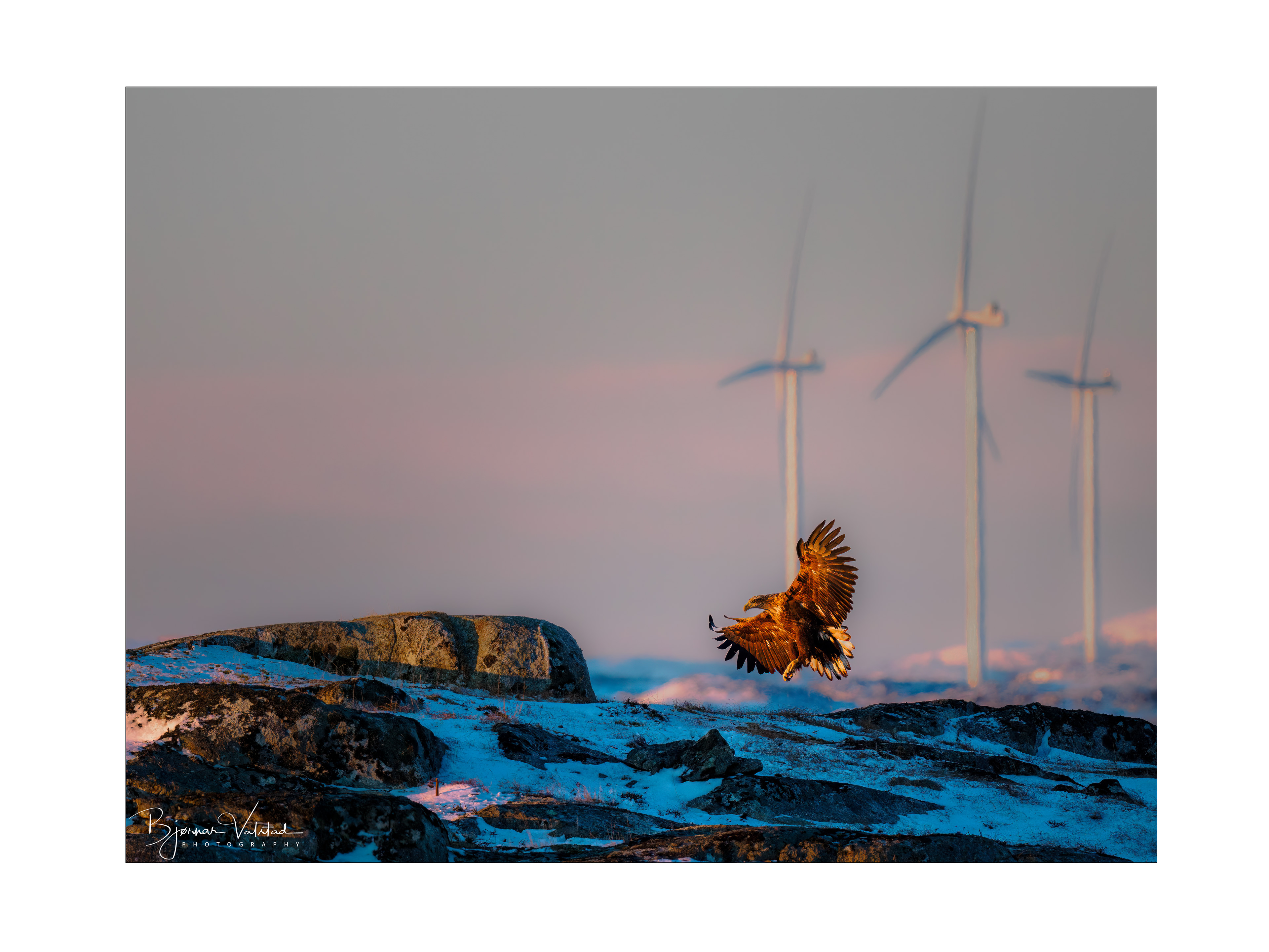 The white-tailed eagle (Haliaeetus albicilla)