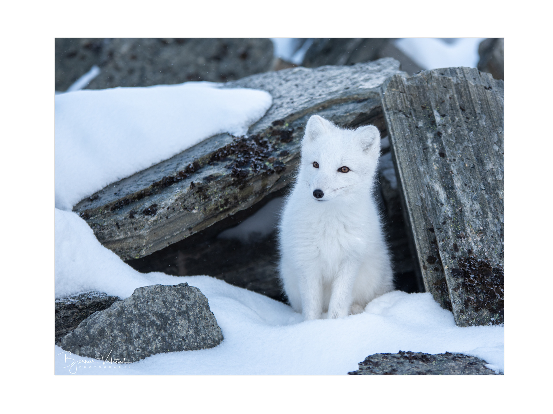 Arctic fox (Vulpes lagopus)