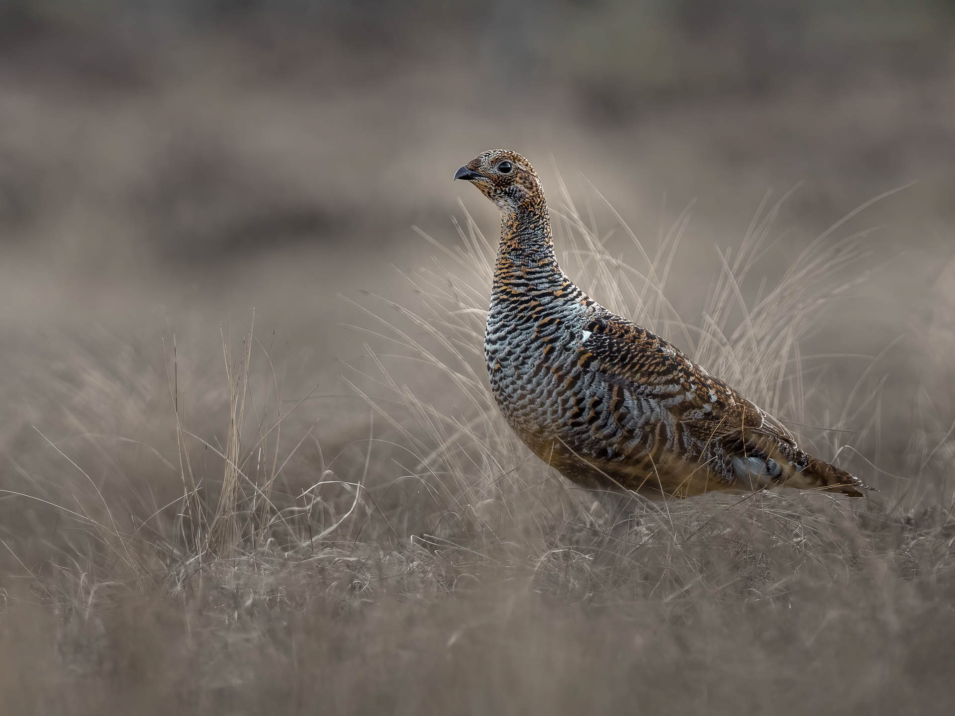 Black grouse, female (Lyrurus tetrix) - Østlandet, Norway