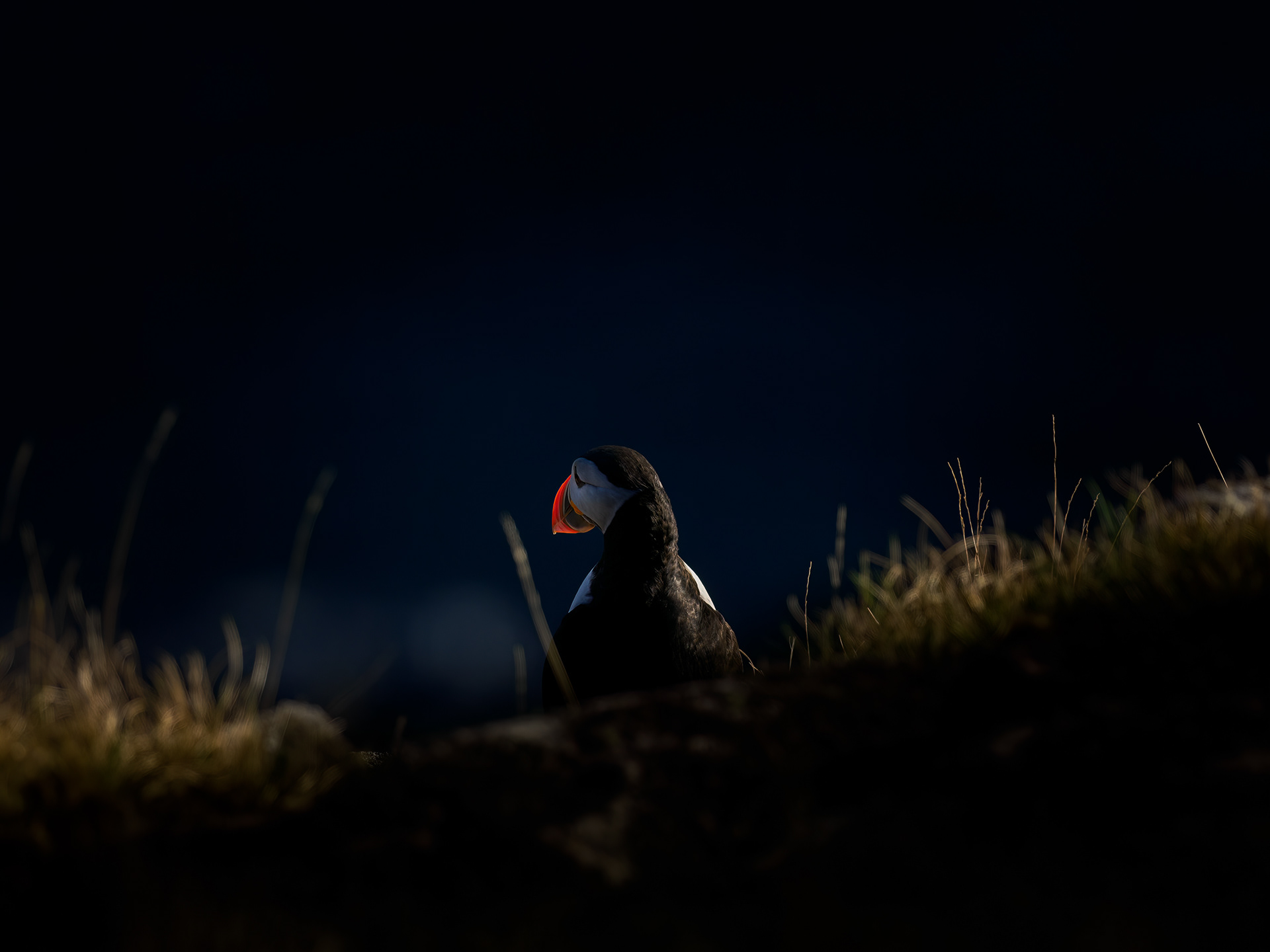 Atlantic puffin (Fratercula arctica)