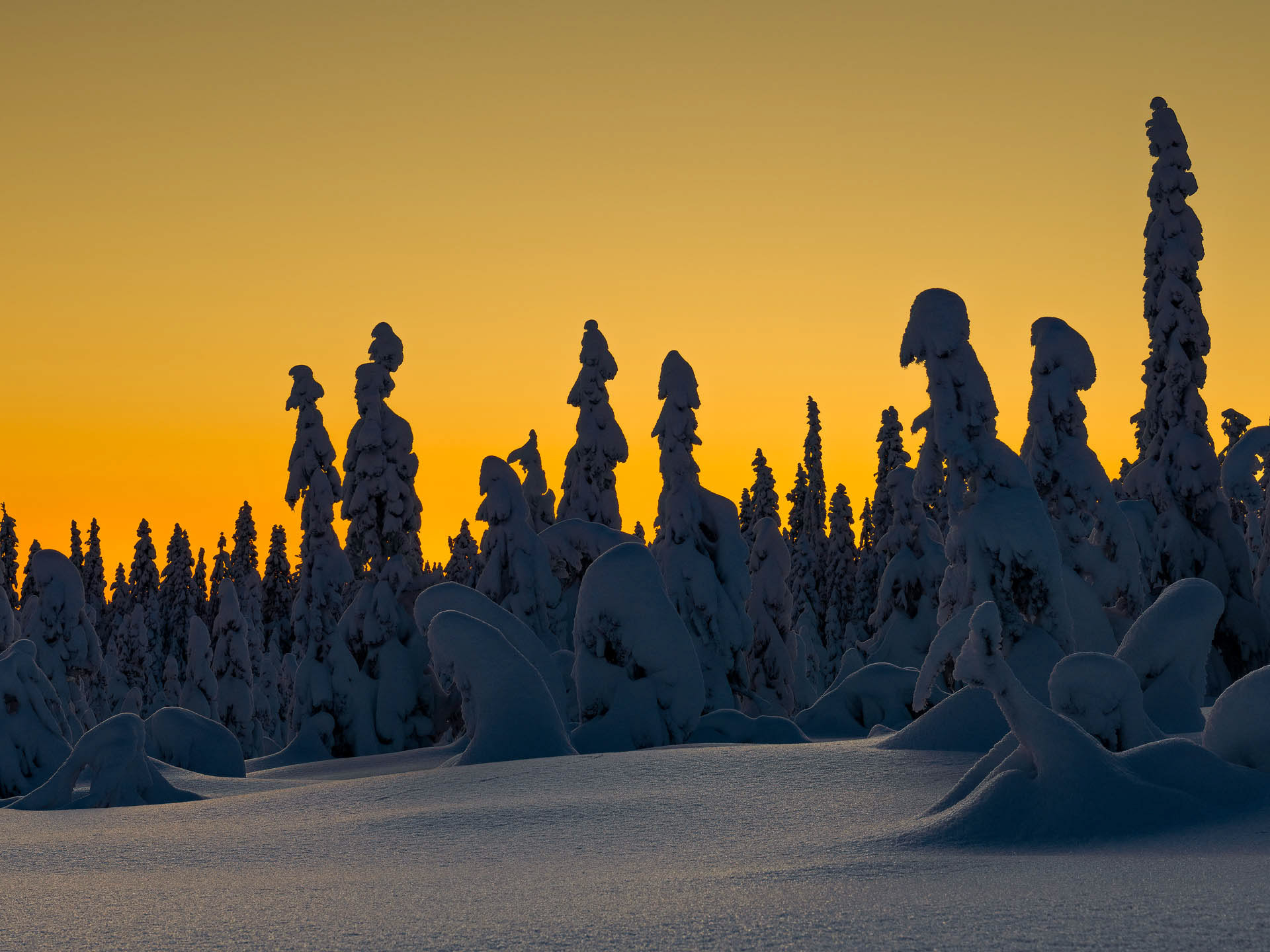 Winter - Nordmarka, Norway