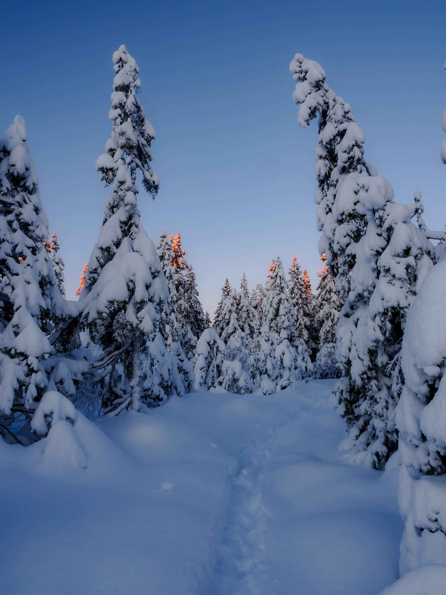 Christmas in the forest - Romeriksåsen, Nittedal, Norway