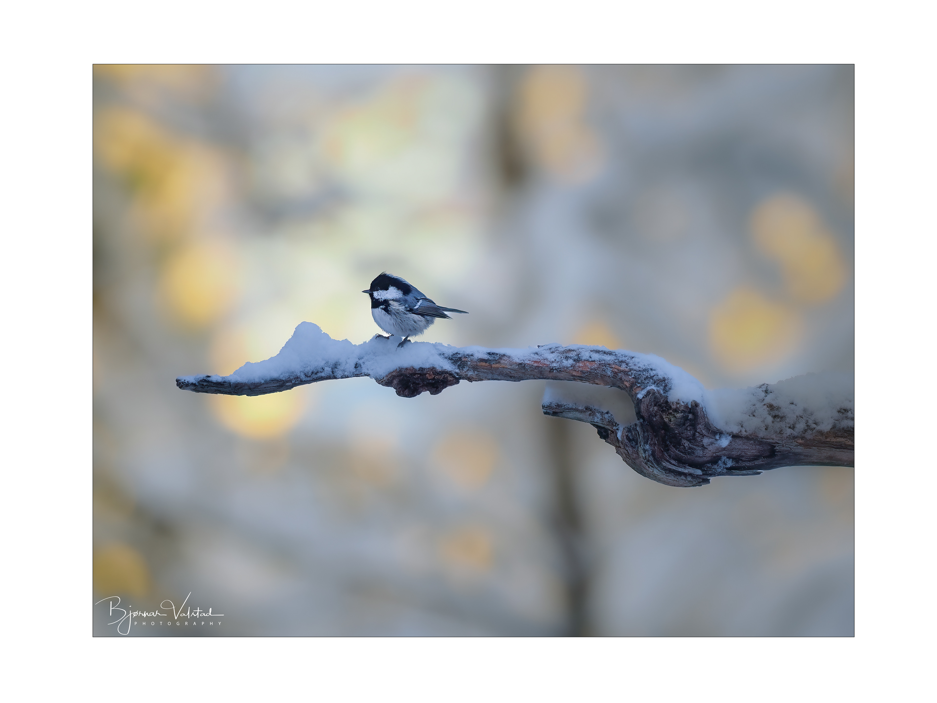 The willow tit (Poecile montanus)